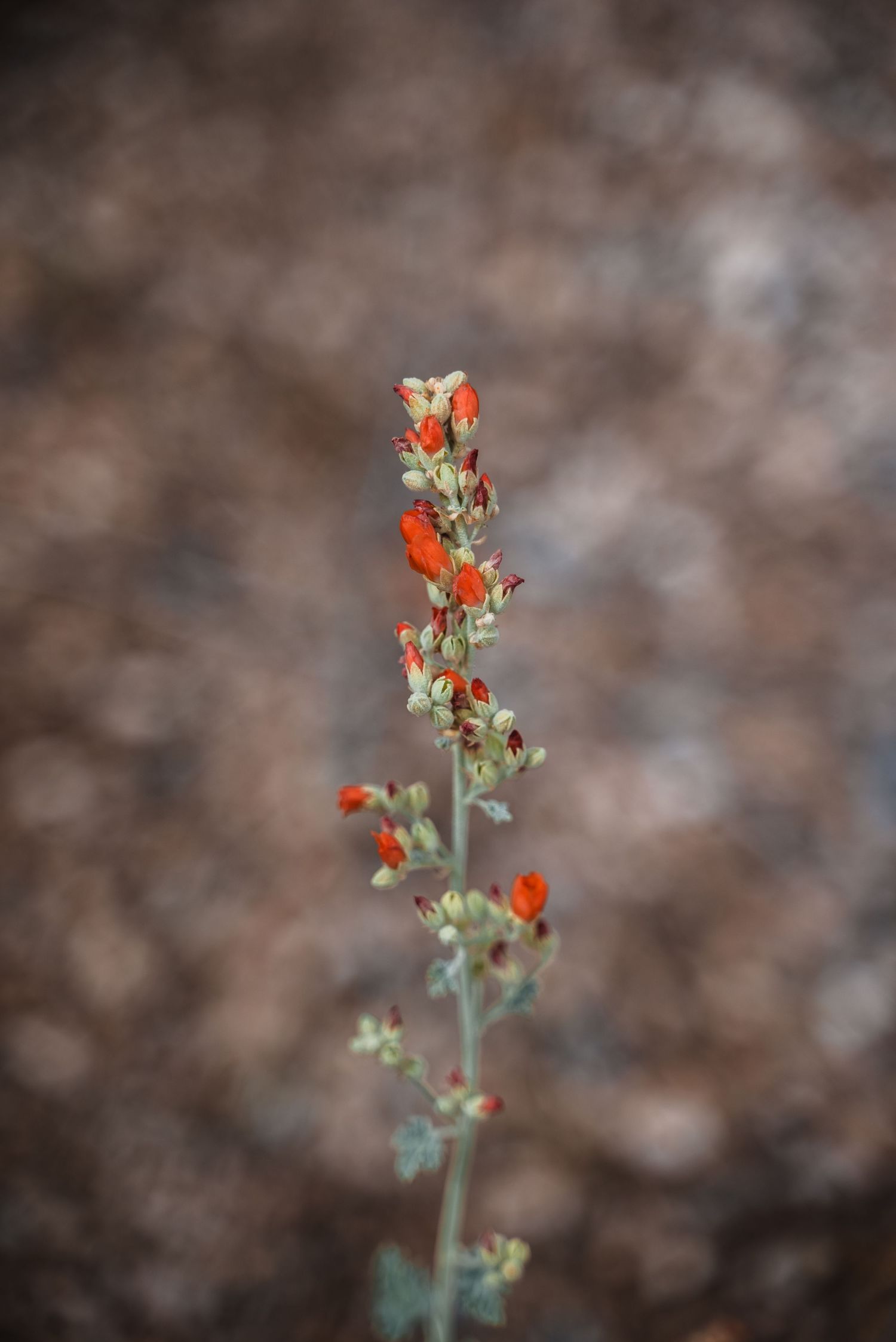 Single orange desert wildflower stalk against a soft brown bokeh background.