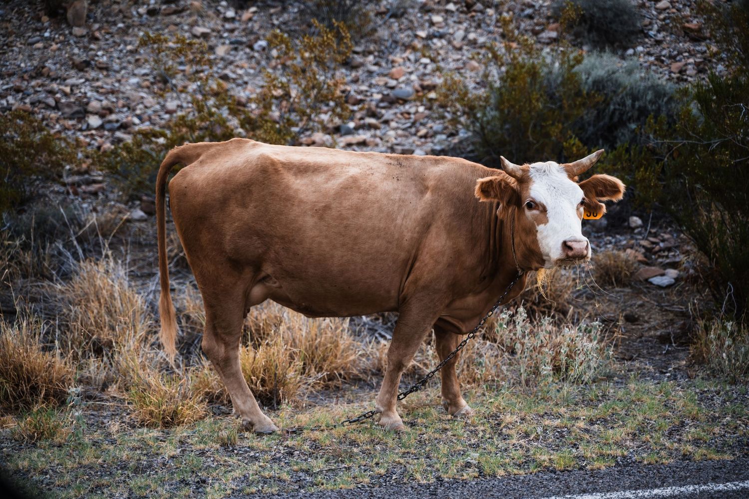 Brown and white cow standing in a rugged desert landscape against brush and rocks.