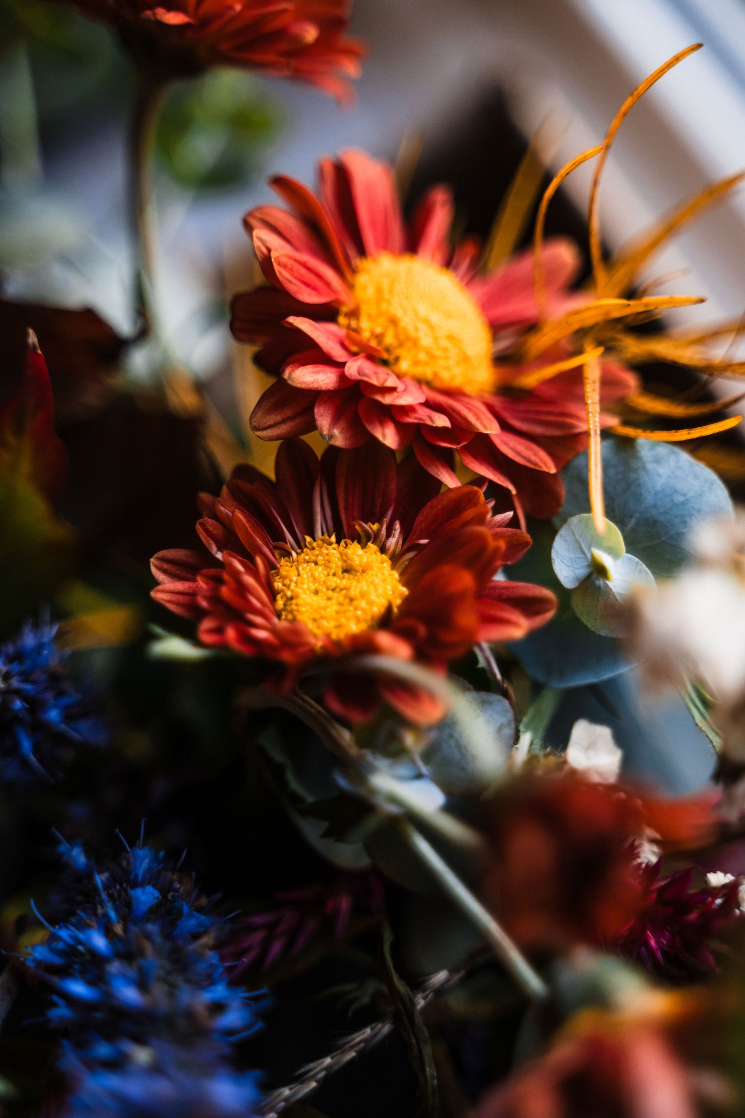 Close-up macro photo of red and orange chrysanthemum flowers with bright yellow centers against a blurred background.