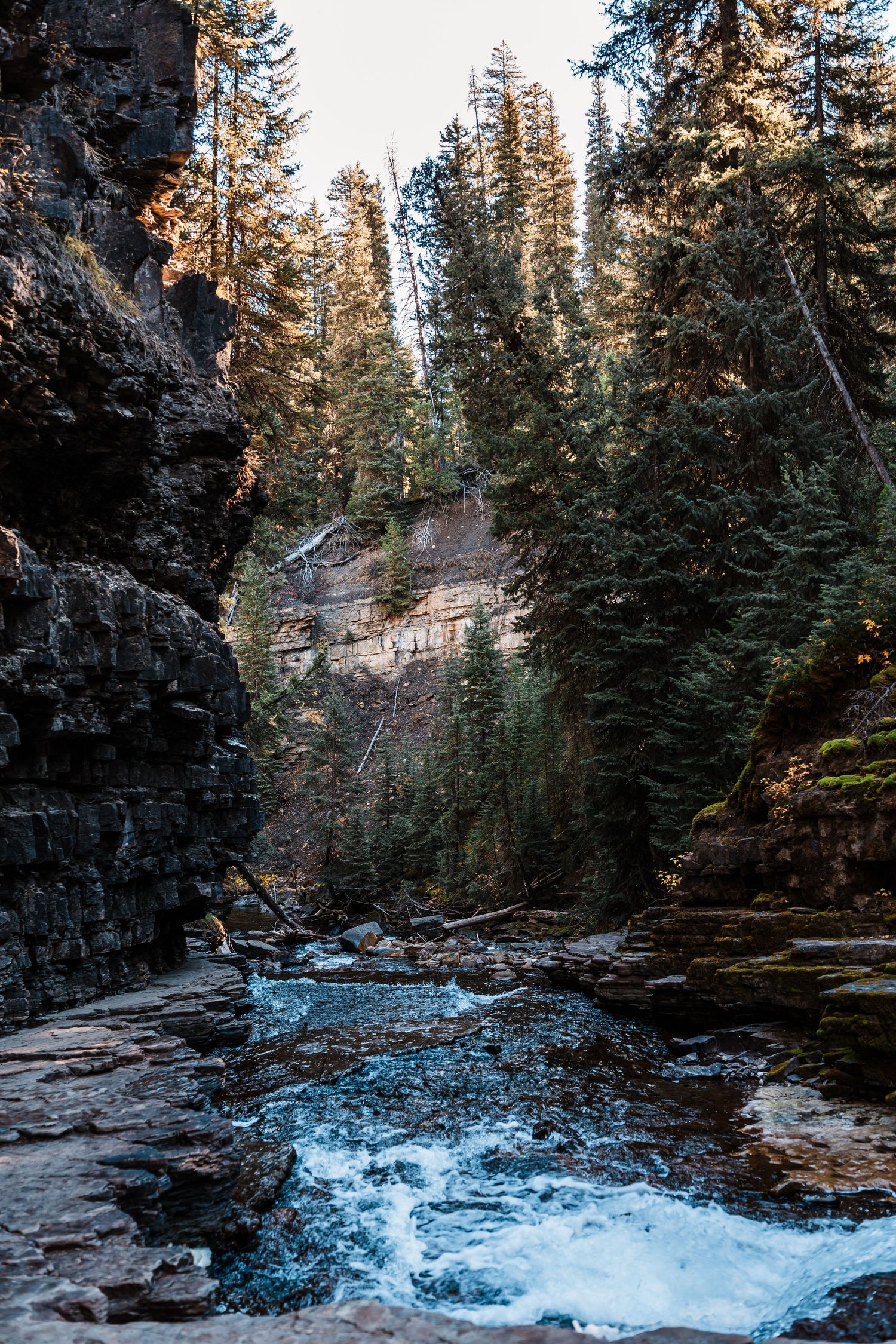 A rushing mountain stream flows through a rocky canyon surrounded by tall evergreen trees in golden sunlight.