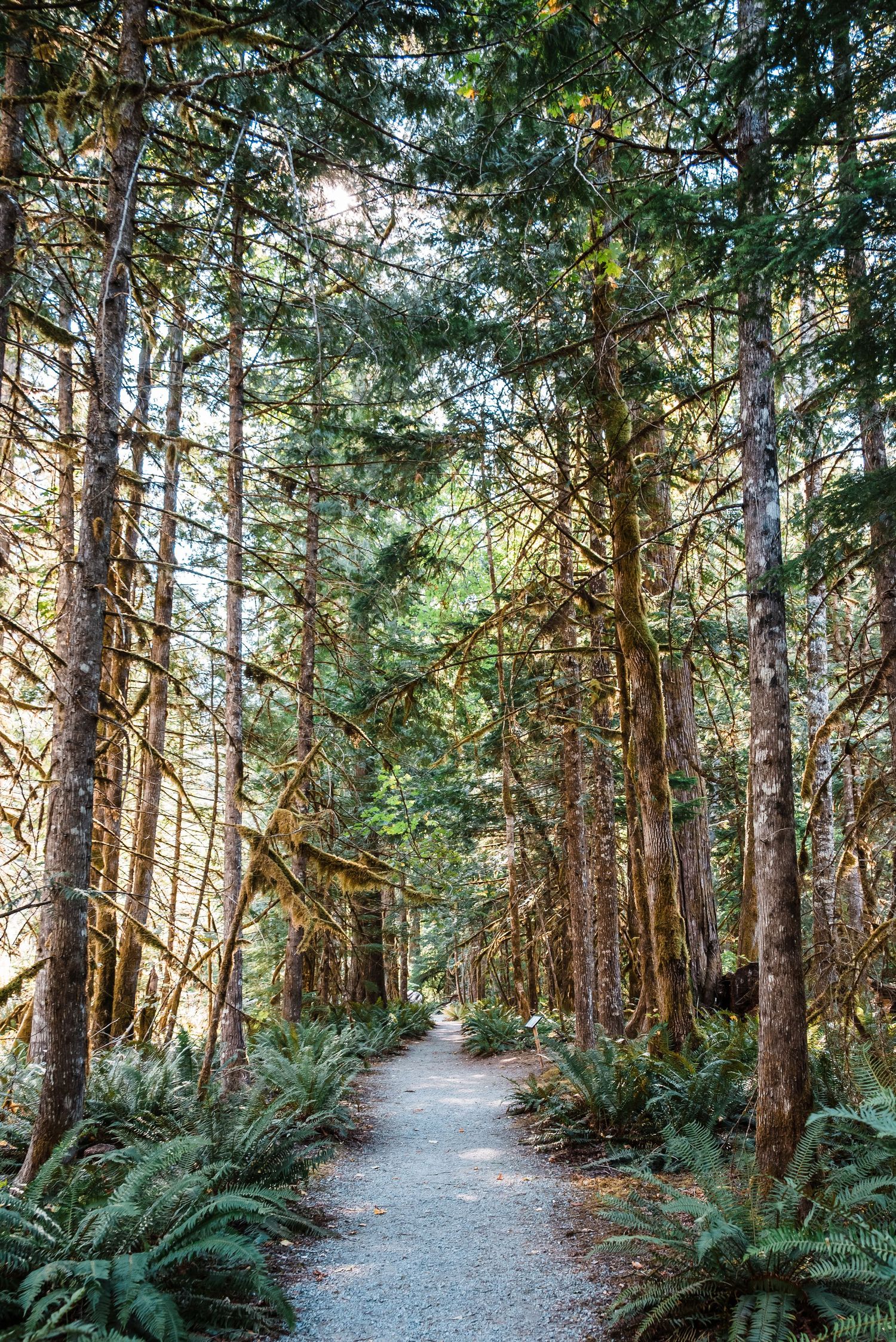 A winding gravel path leads through a tranquil forest with tall evergreen trees and lush ferns on either side.