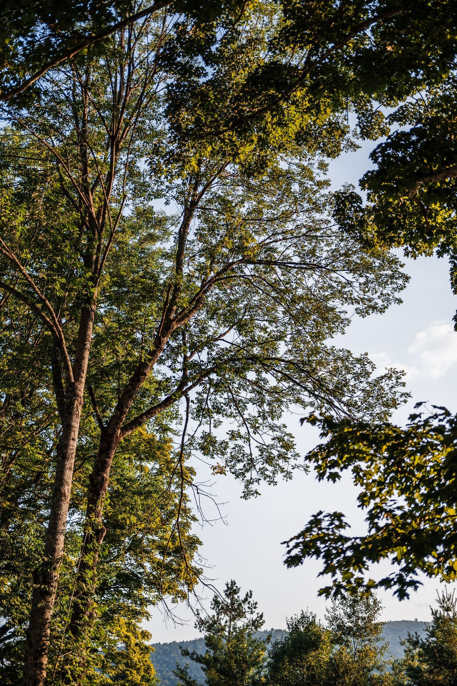 Tall deciduous trees with green leaves reach towards a bright sky on a summer day against distant hills.