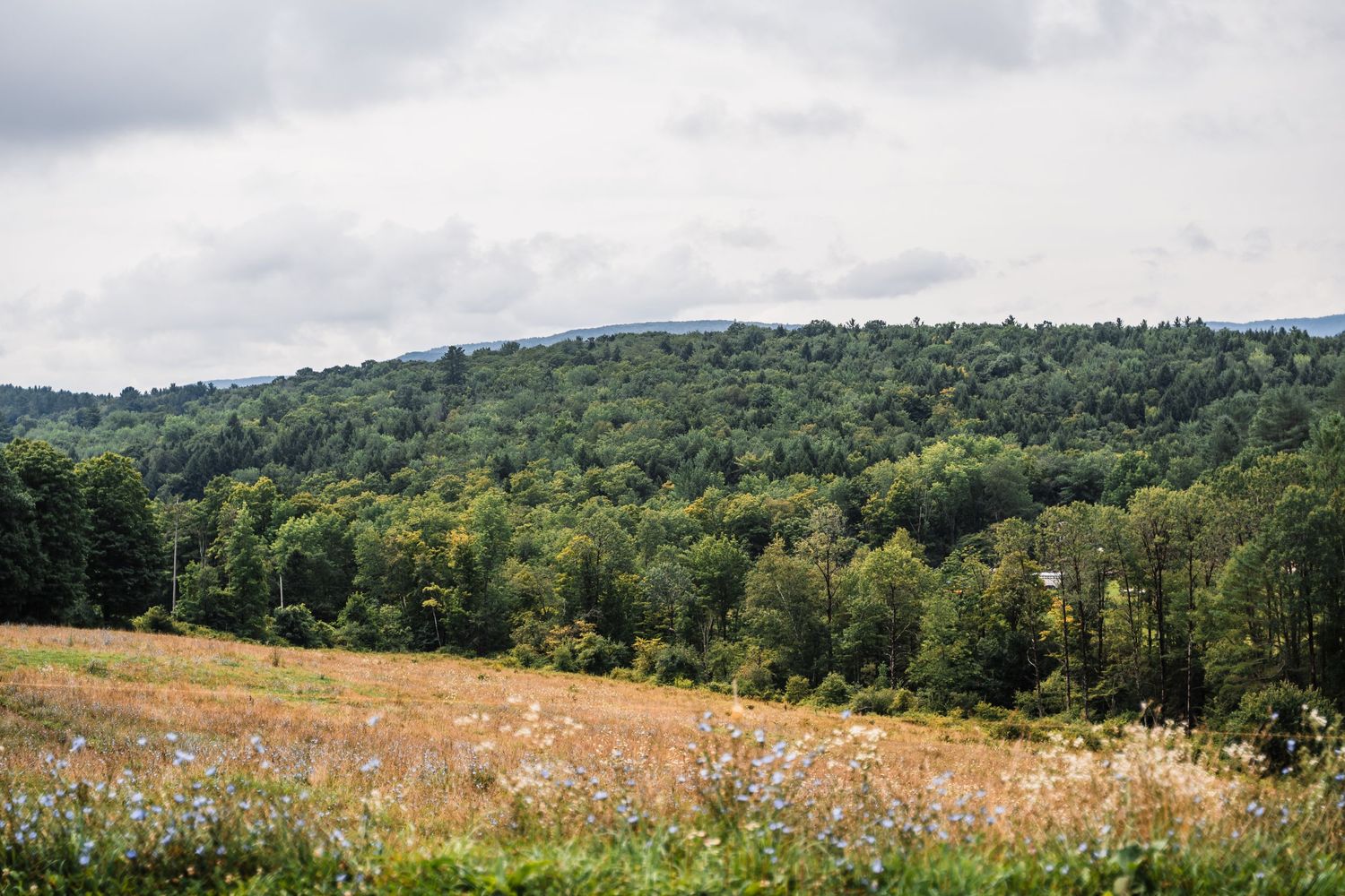 Rolling green hills and forest stretch into the distance under cloudy skies in a pastoral summer landscape.