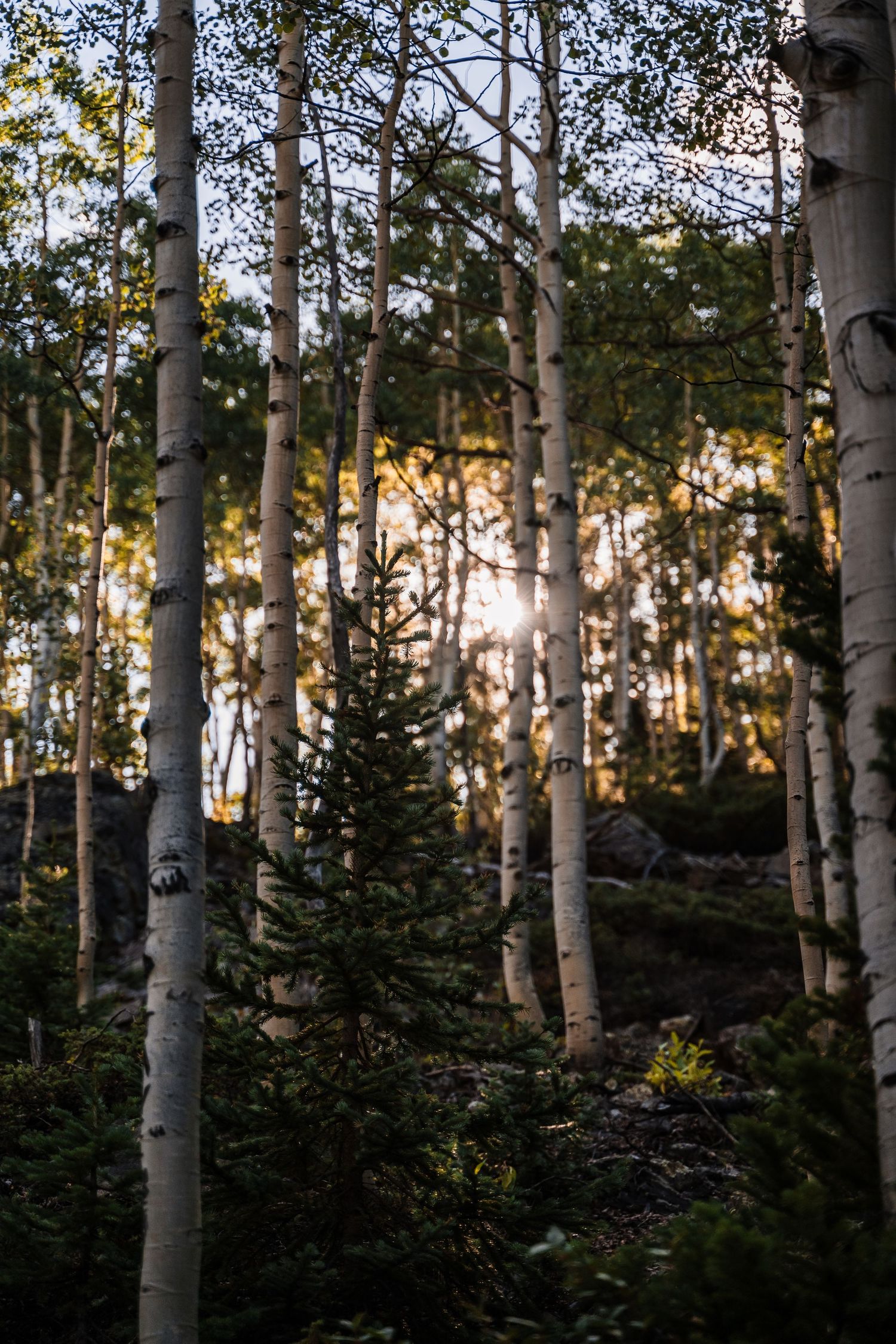 Sunlight filters through aspen grove creating dramatic forest lighting.