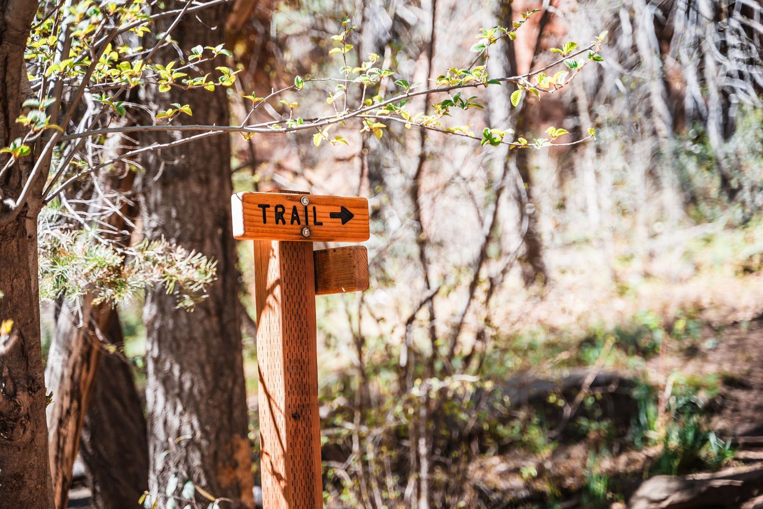 A wooden rustic trail marker post with directional signage stands among trees and branches in a forest setting.
