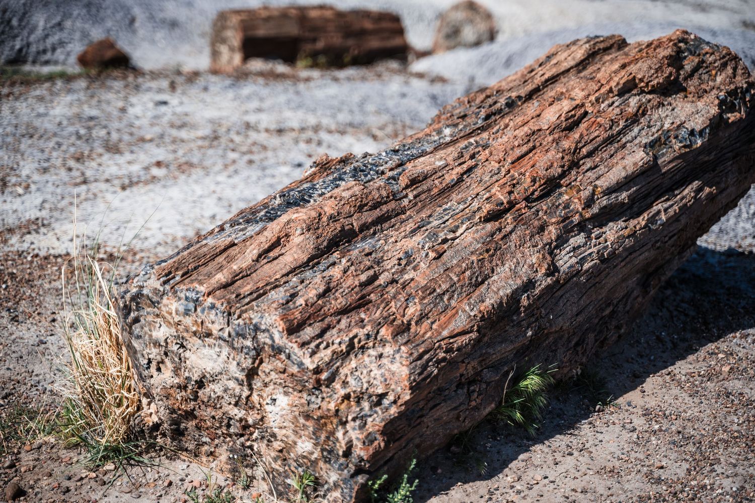 A detailed view of petrified wood log fossil showing rich reddish-brown mineral patterns and textures on arid ground.