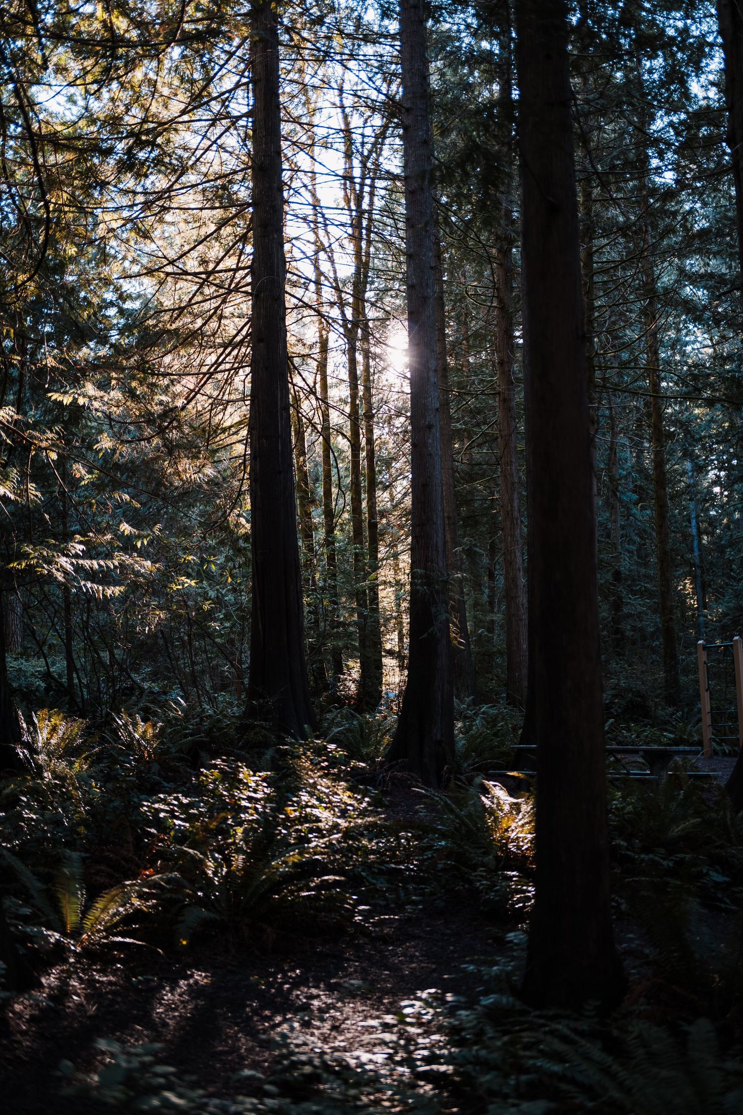 Sunlight streams through tall evergreen trees in a misty forest, casting dramatic shadows on the forest floor.