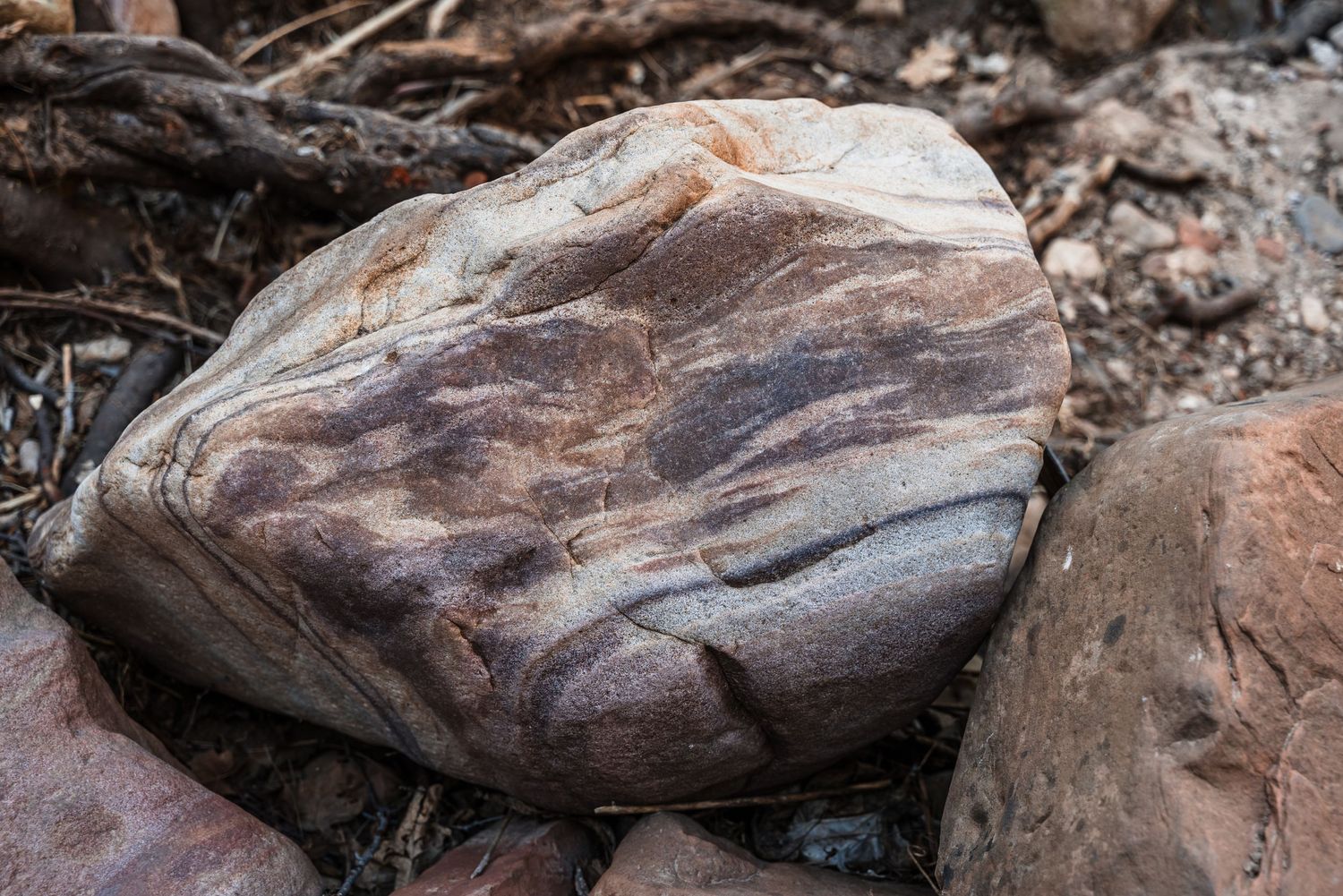 Close-up of a smooth weathered rock with brown and gray marbled patterns in natural setting.