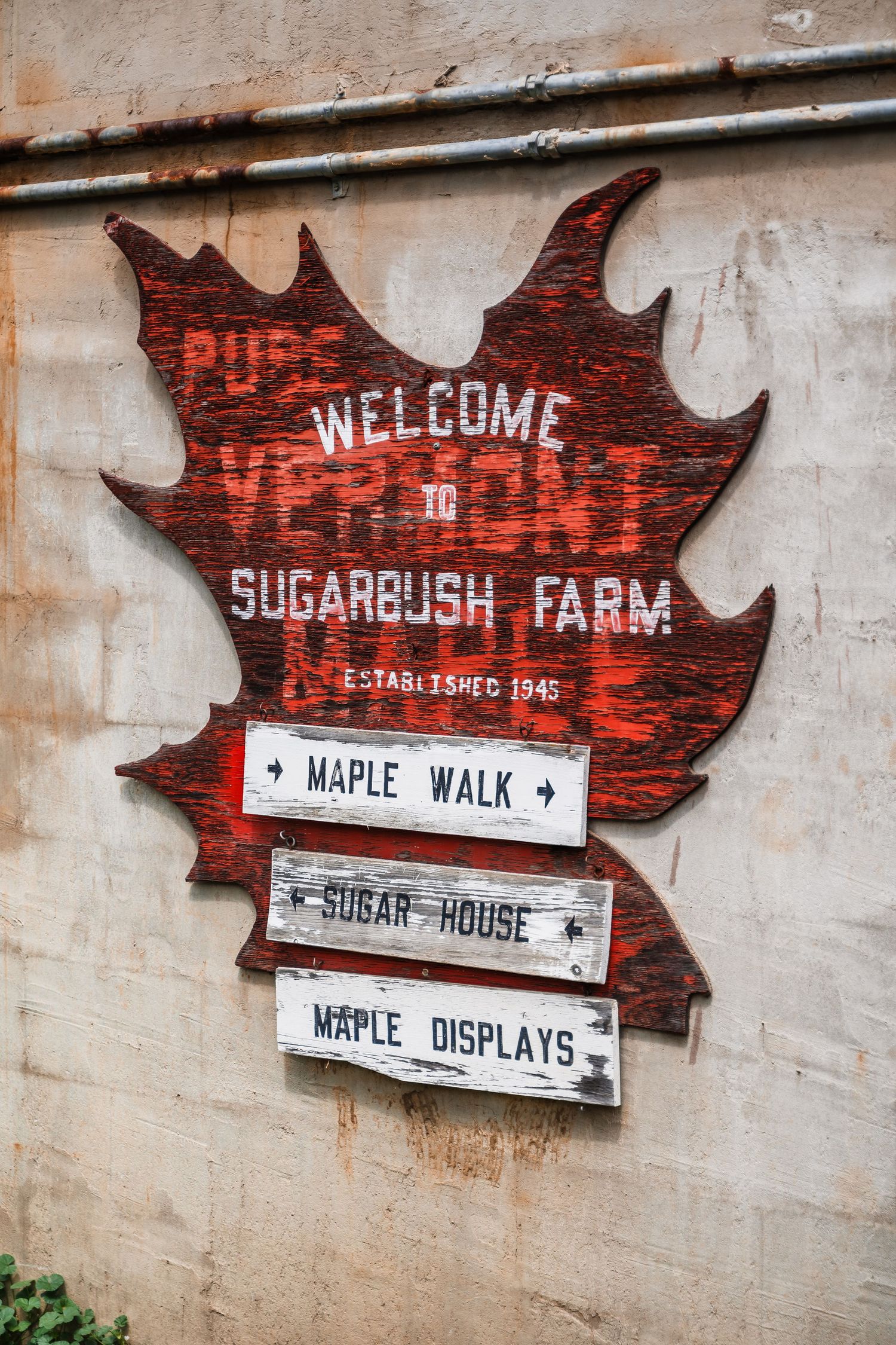 Rustic wooden maple leaf sign welcomes visitors to Sugarbush Farm with directional markers for maple activities.