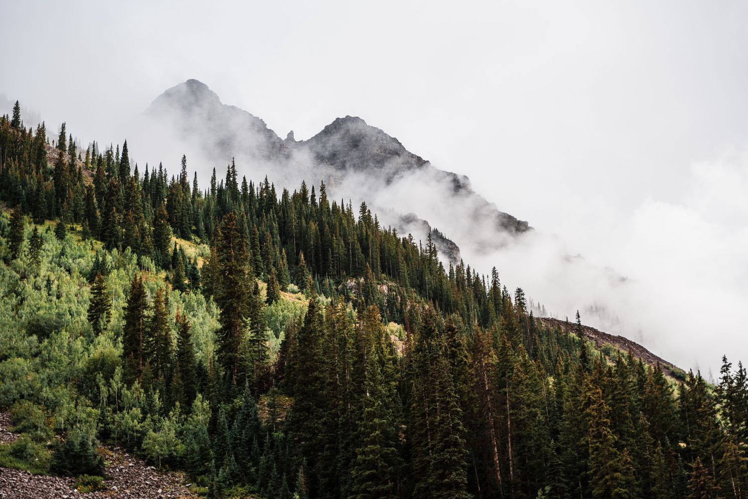 Misty mountain peaks rise above a dense forest of evergreen trees and lush vegetation on a foggy day.