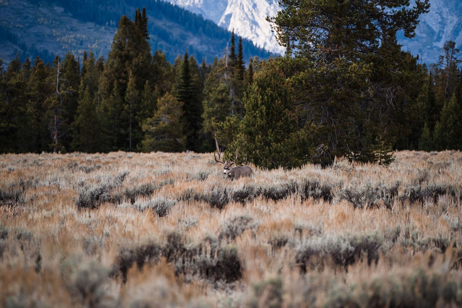 Sage brush and evergreen trees dot the valley floor beneath towering mountain peaks.