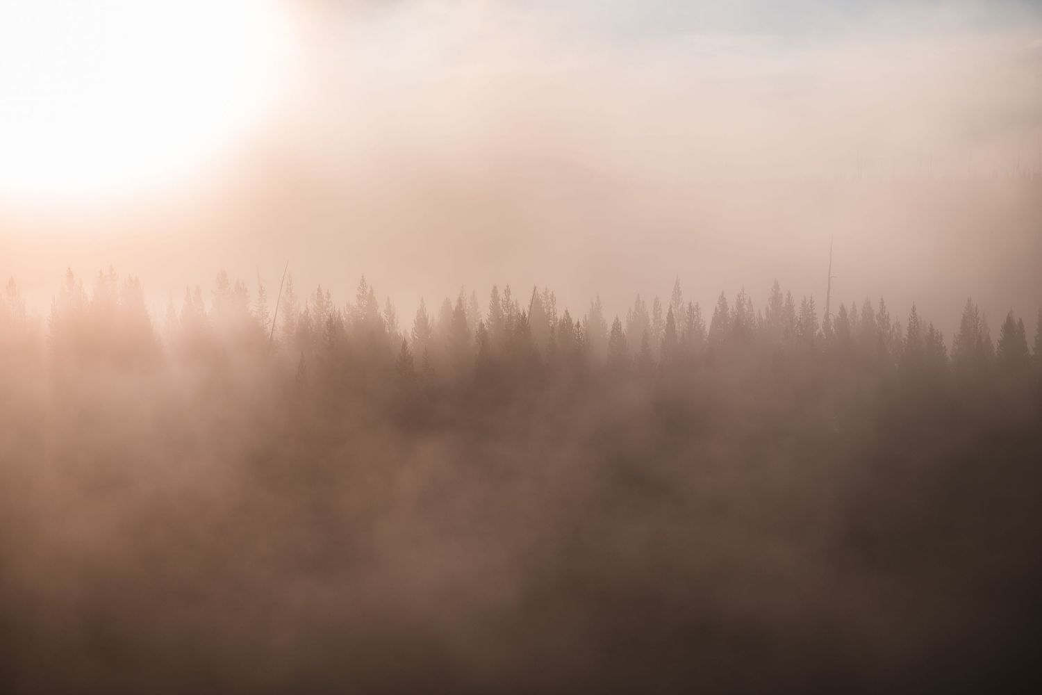 Misty forest landscape at dawn with silhouetted pine trees creating a moody atmospheric scene.