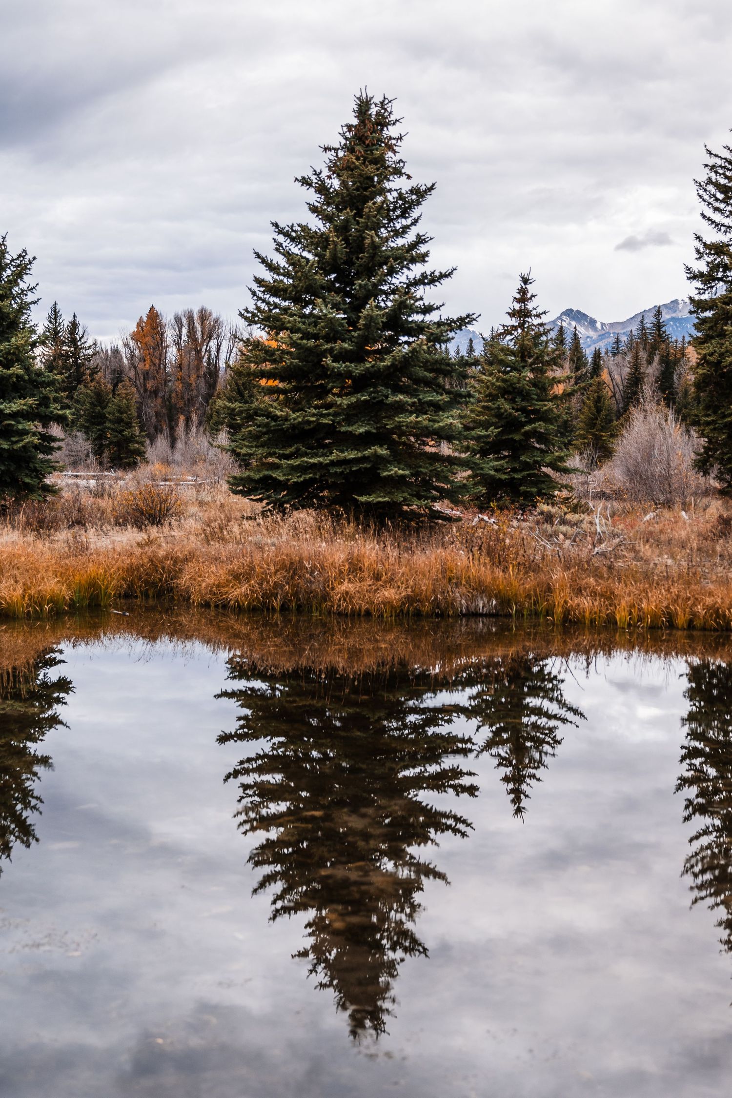 Evergreen trees reflect perfectly in still mountain lake waters surrounded by autumn brush.