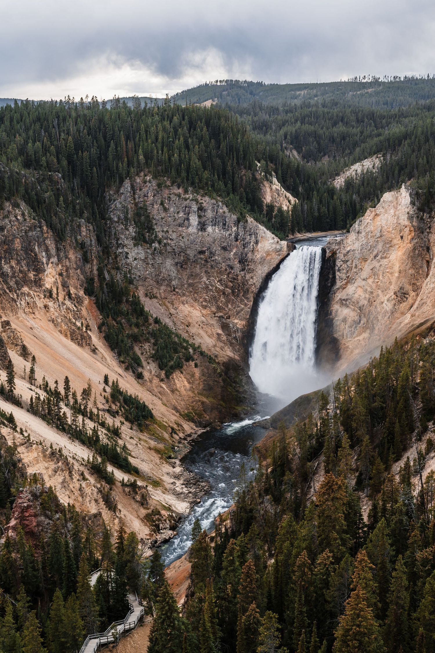 Majestic Lower Falls of the Yellowstone River cascades down a steep canyon surrounded by evergreen forest.