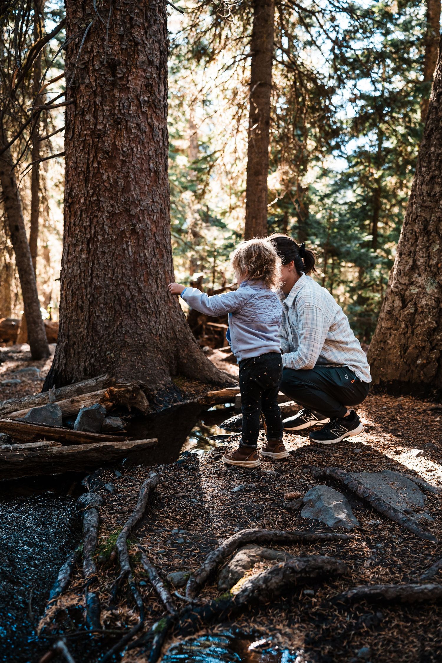 Two people explore together in a sunlit forest among tall pine trees and exposed roots on a nature adventure.