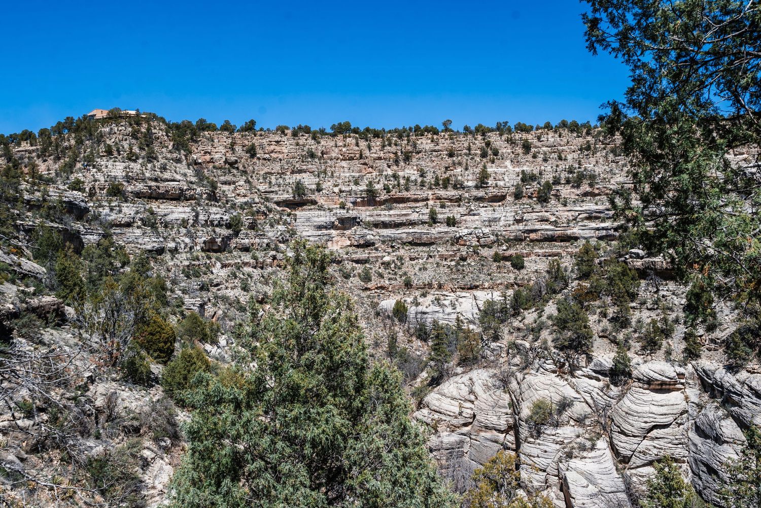 Ancient pueblo cliff dwellings carved into layered limestone cliffs surrounded by pine trees under blue sky.