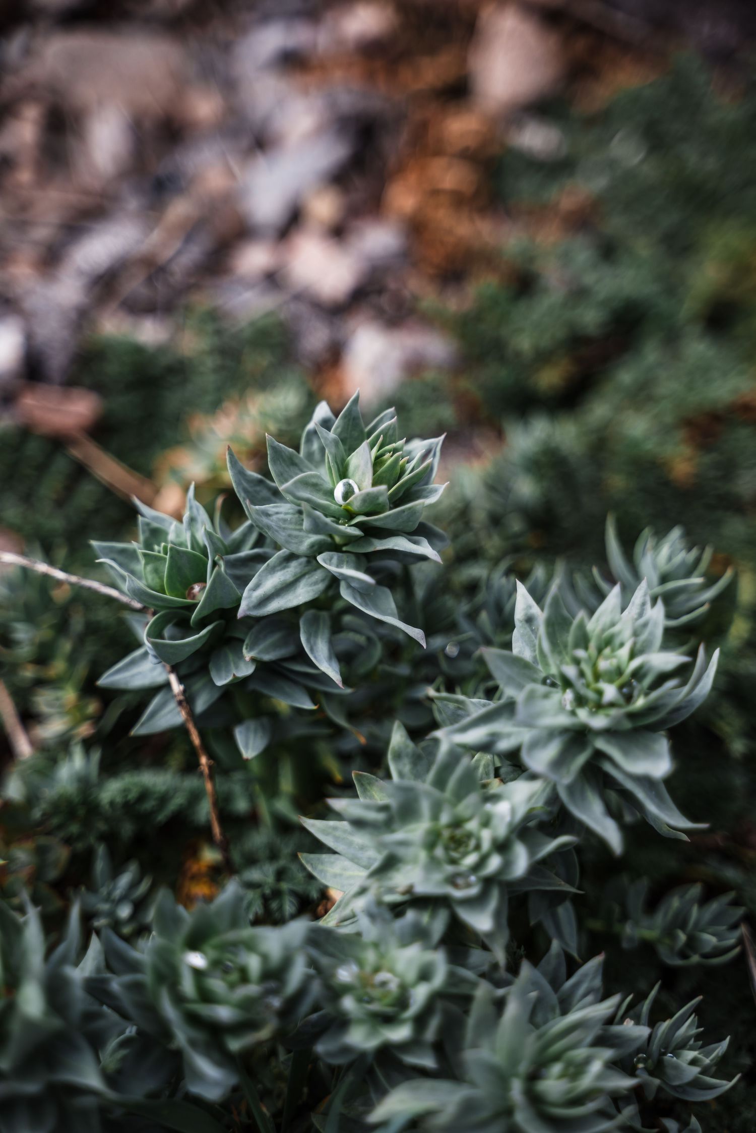 Cluster of silvery-green succulent plants with rosette formations growing in a garden.