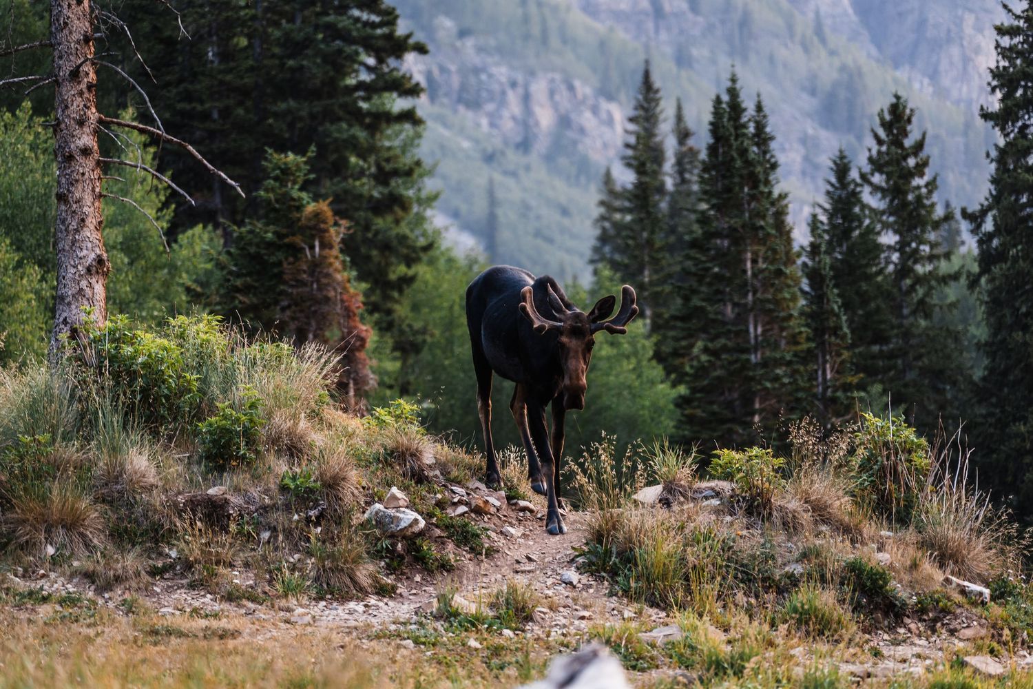 A wild moose walks along a mountain trail surrounded by pine trees and rocky terrain in a forest landscape.