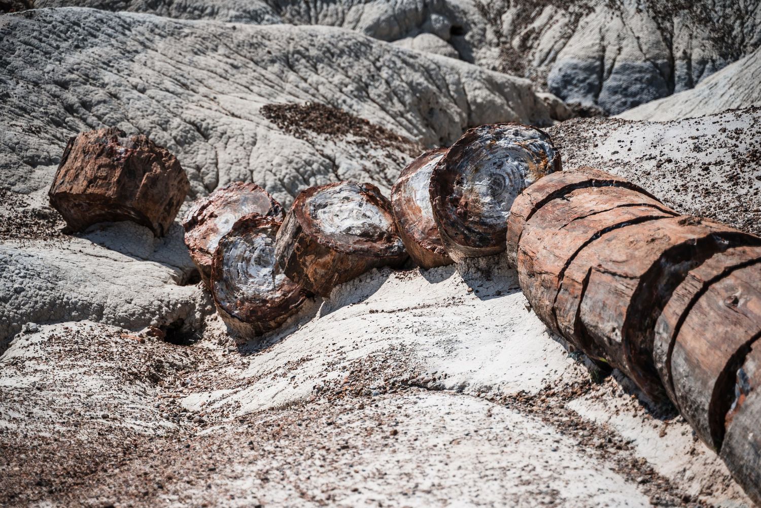 Petrified wood logs scattered across grey sedimentary rock formations in a desert landscape.