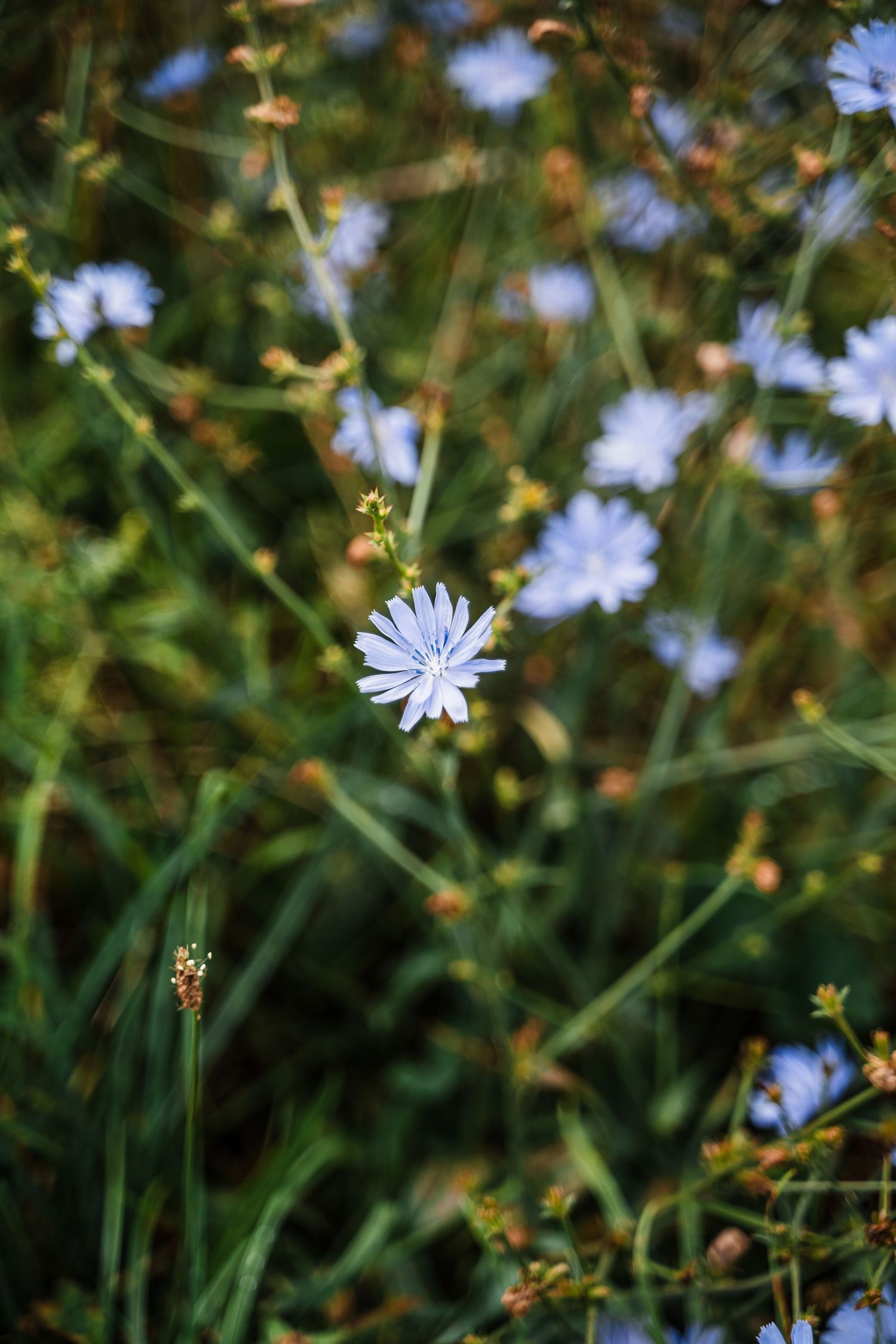 Close-up of a delicate blue chicory wildflower blooming among green stems.