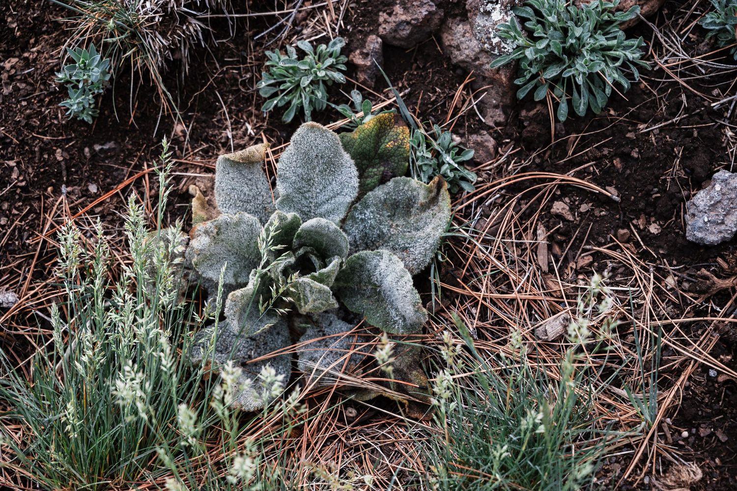 Desert plants growing in brown soil, featuring frosted sage-colored succulent leaves and green foliage.