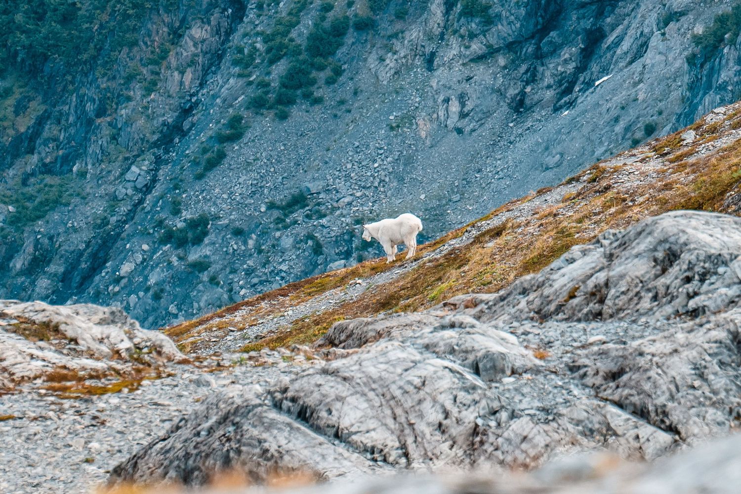 A mountain goat traverses a steep rocky slope with dramatic mountain cliffs in the background.