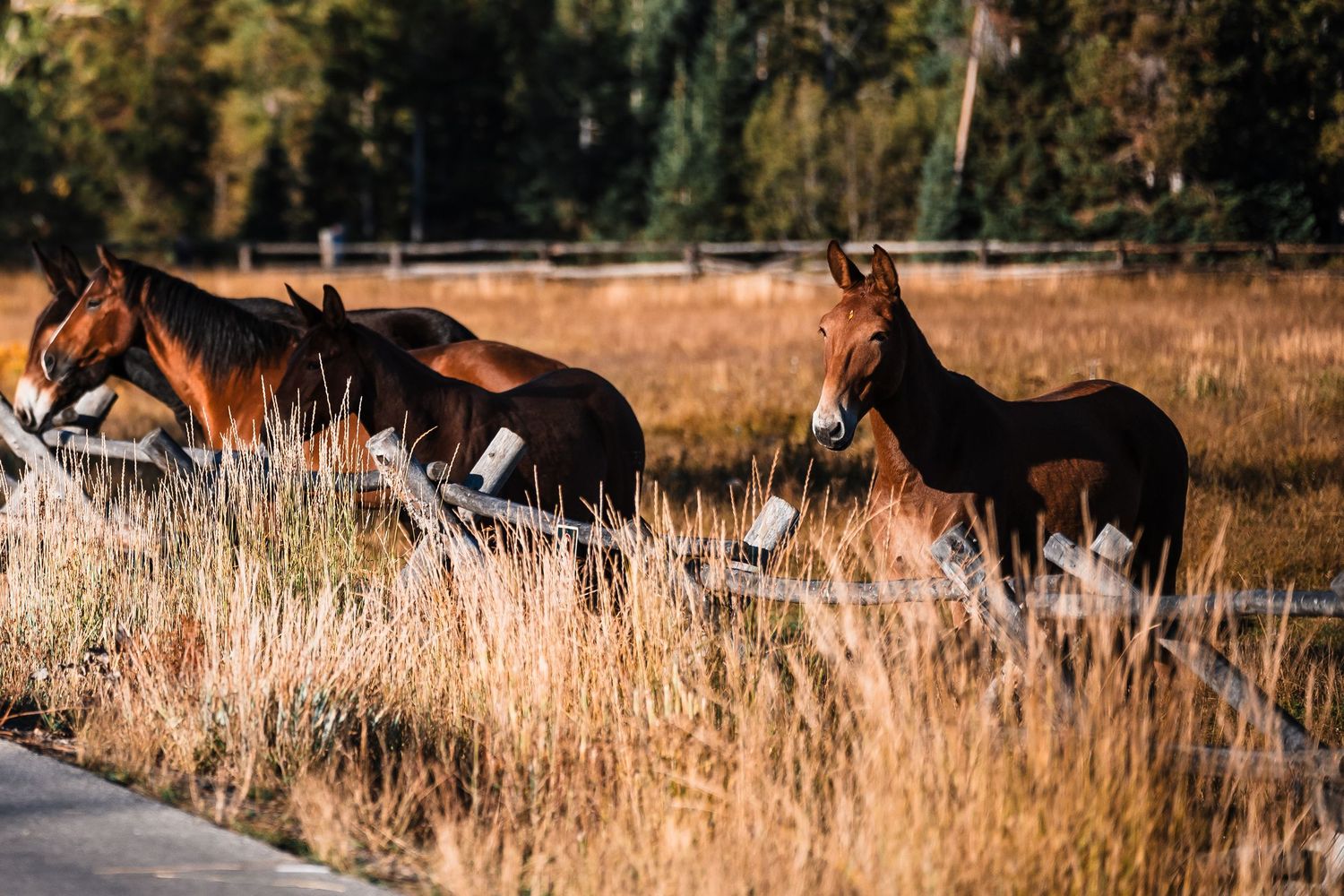 Three brown horses grazing in a golden field with tall grass during sunset.