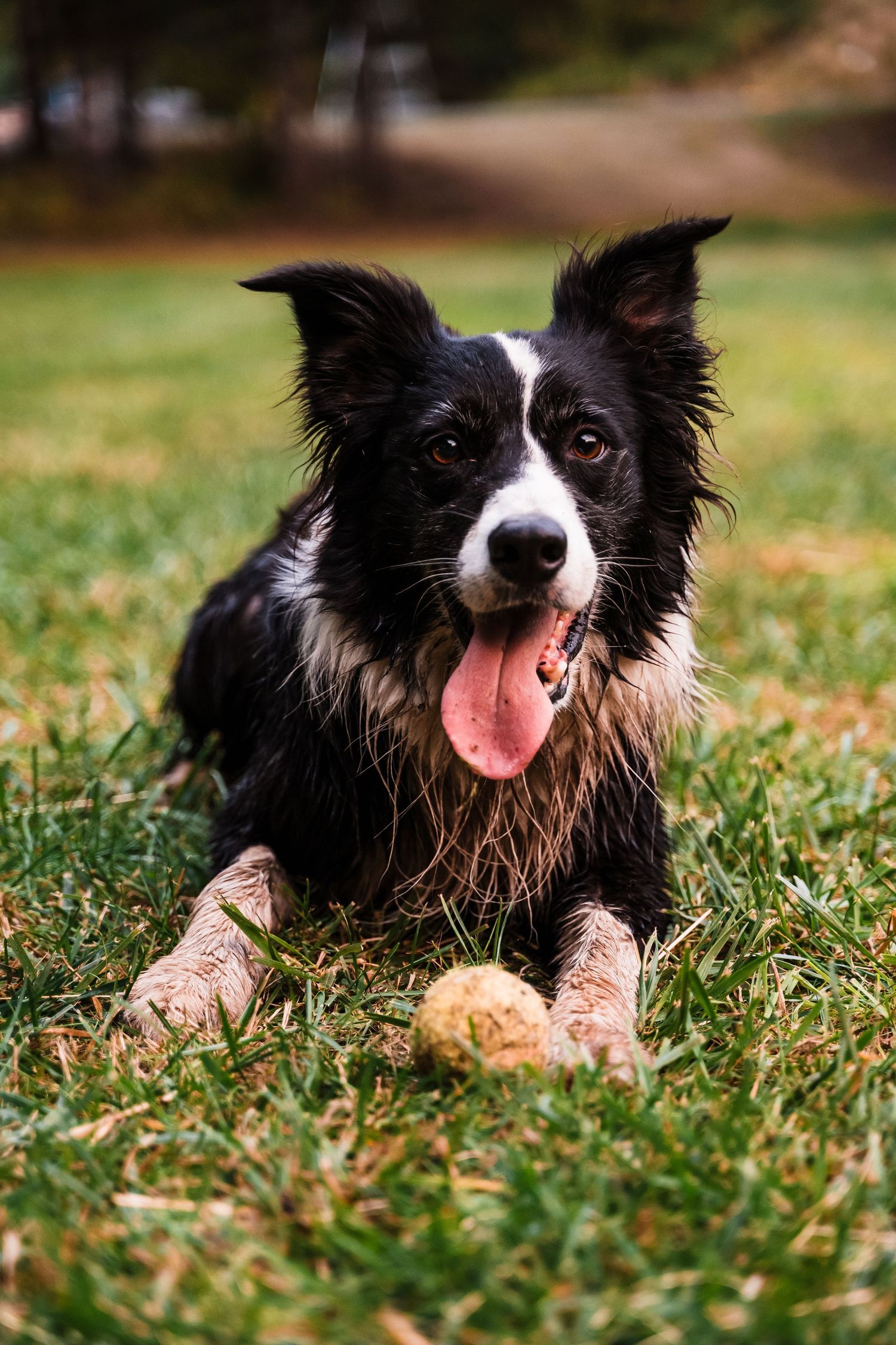 A happy Border Collie with black and white fur lying in the grass with its tongue out.