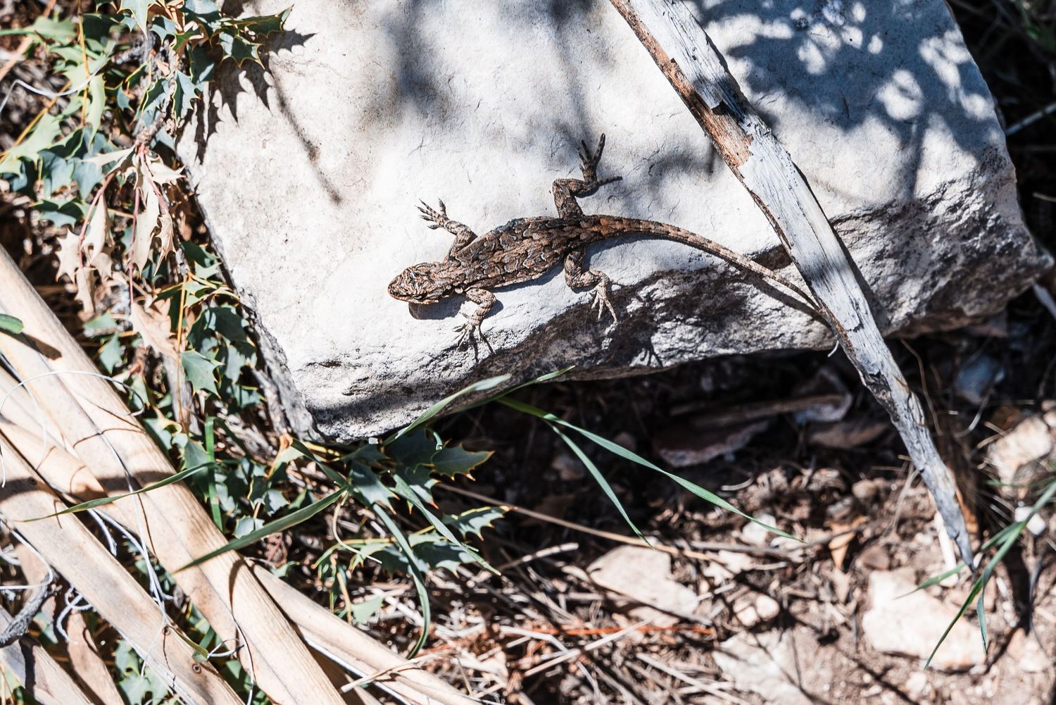 A small lizard rests on a rocky surface surrounded by leaves and dappled sunlight.