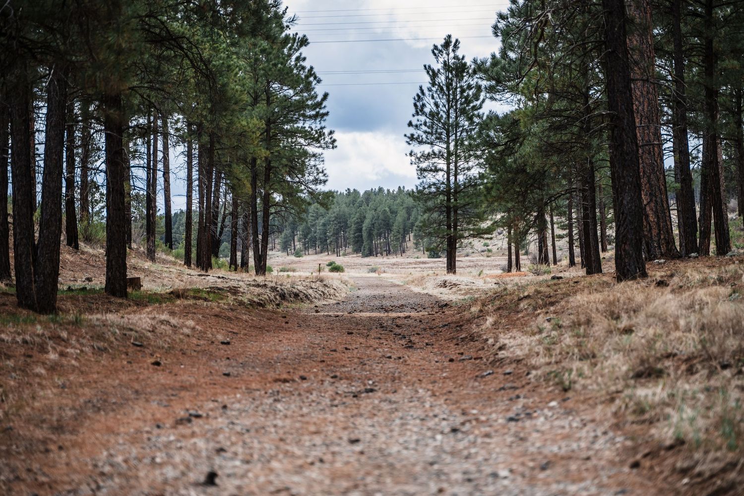 A dirt hiking path winding through a pine forest with mountains visible in the distance.
