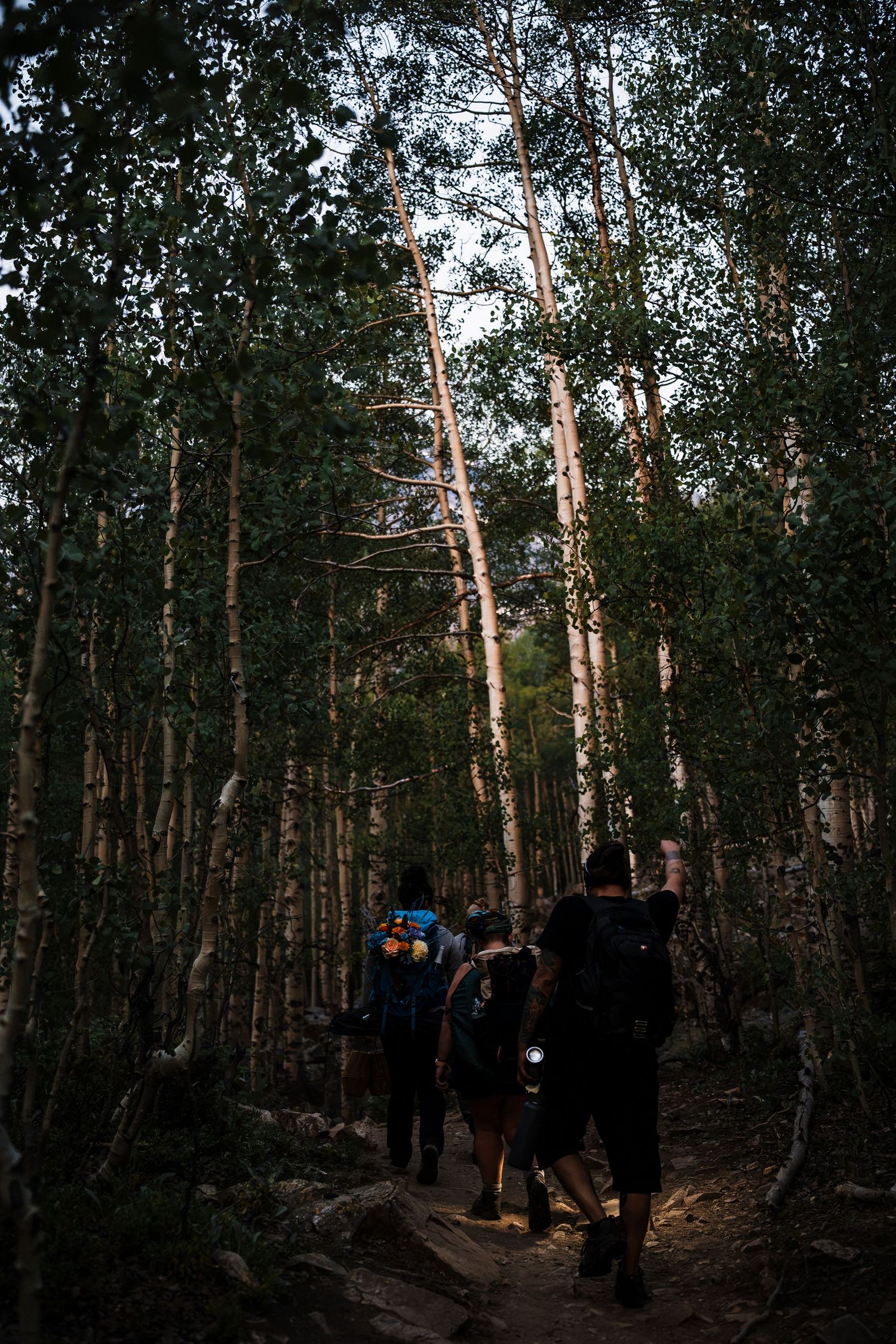 Hikers with backpacks walk along a forest trail through tall aspen trees at dusk, one carrying a flashlight.