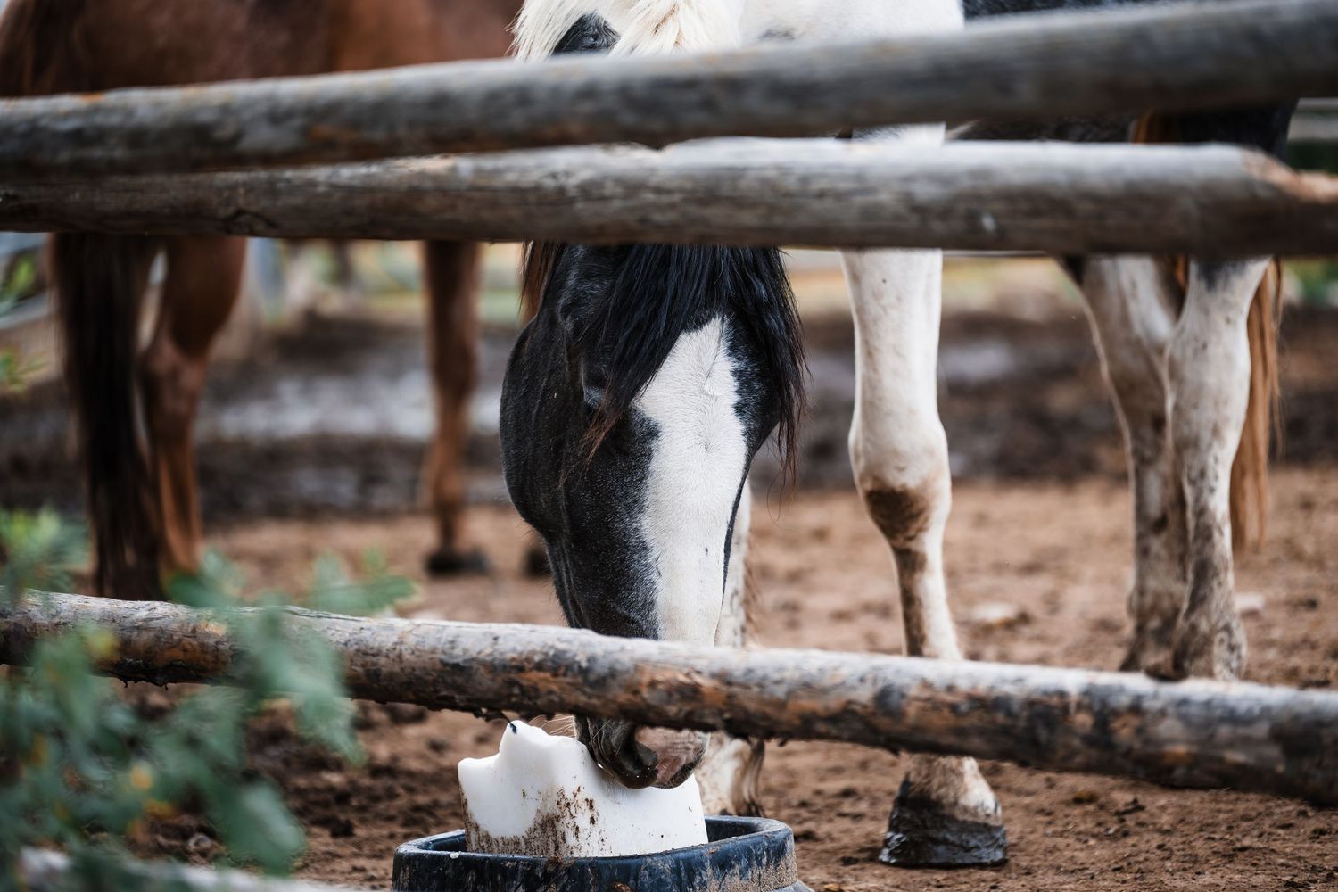 Close-up view of horse hooves and legs walking on dirt ground.