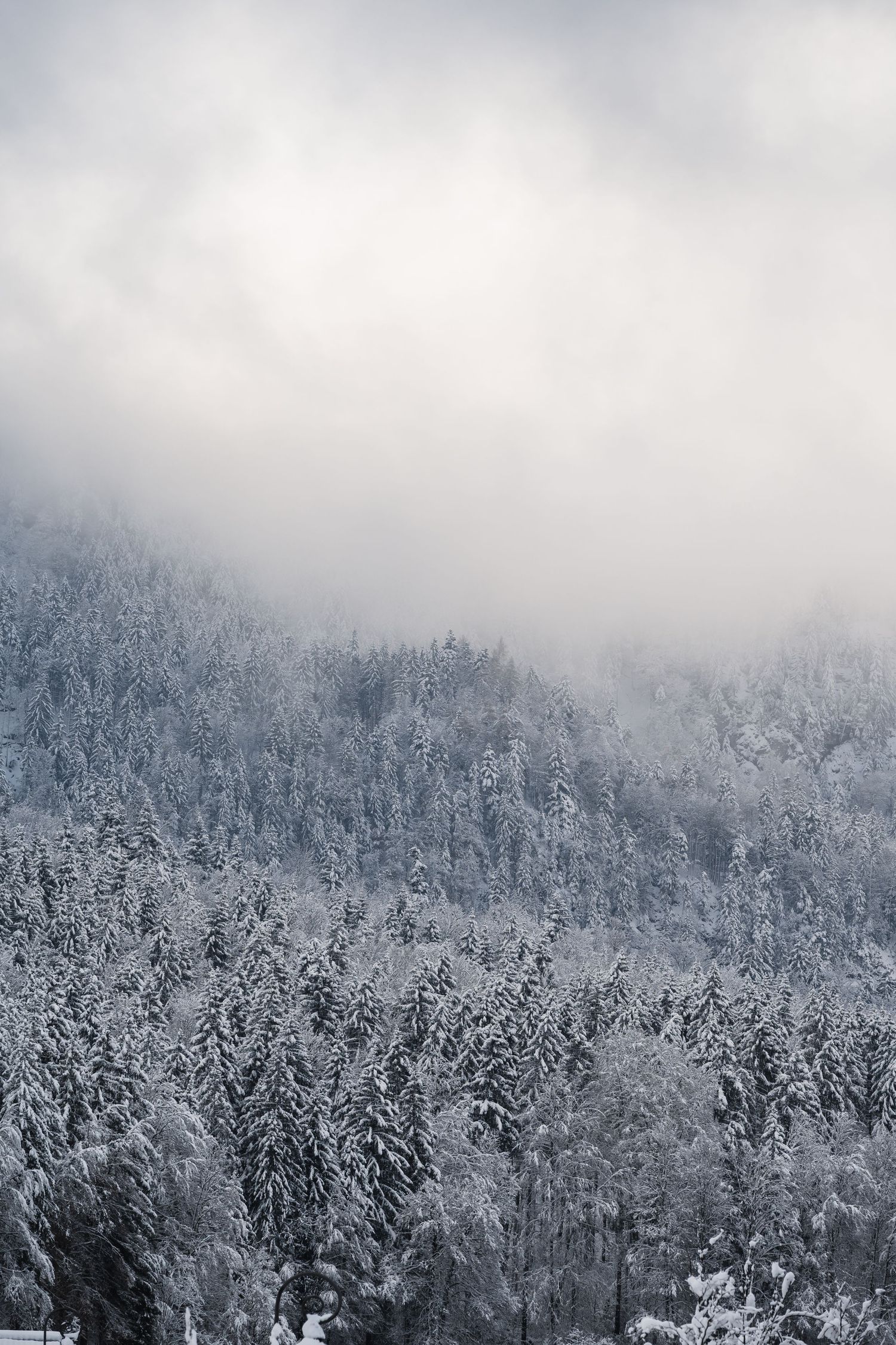 Snow-covered evergreen forest on a misty mountainside with fog rolling through the trees in winter.