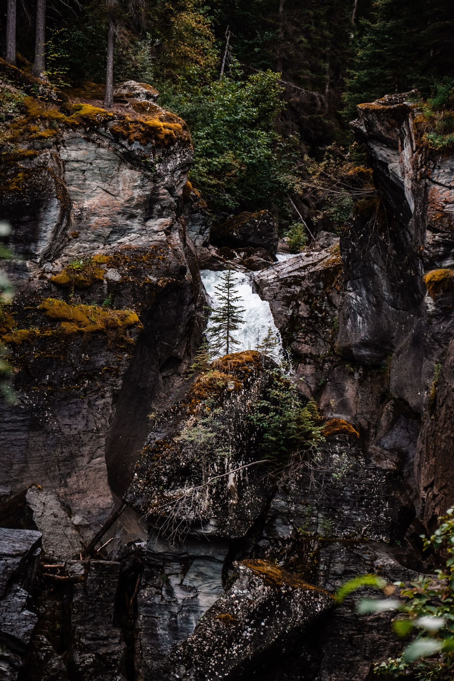 Mossy rock formation with evergreen trees growing between craggy cliffs in dark moody lighting.