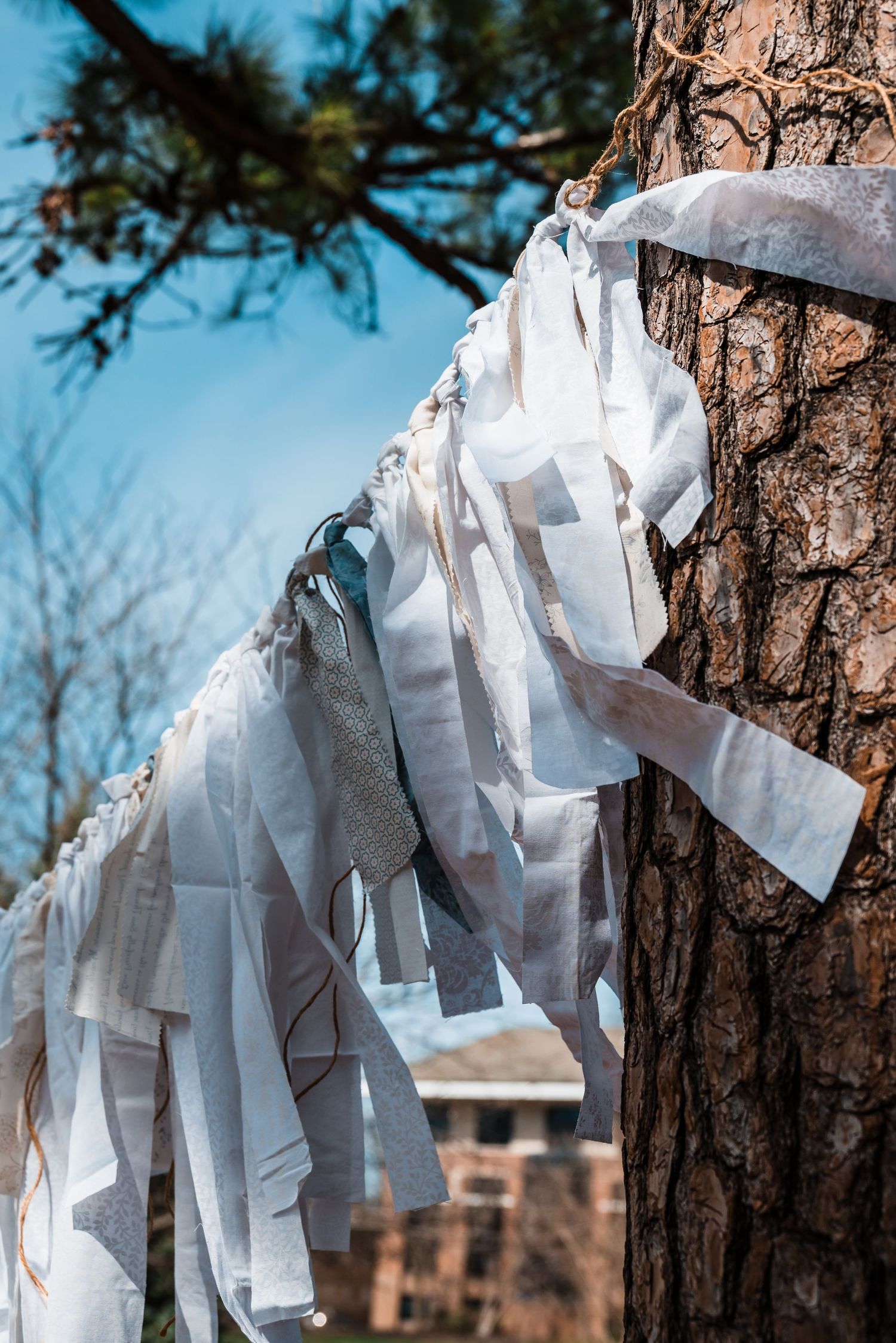White fabric streamers hanging decoratively from a large pine tree trunk against a bright blue sky.