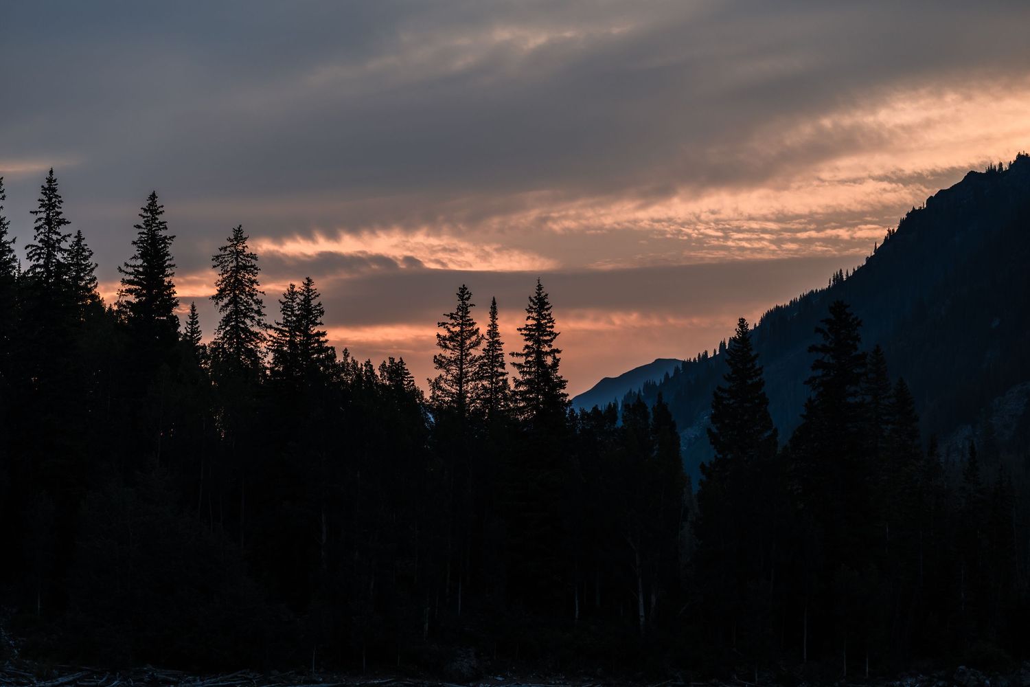 Silhouetted pine trees frame a dramatic orange and pink sunset sky over mountain landscape.