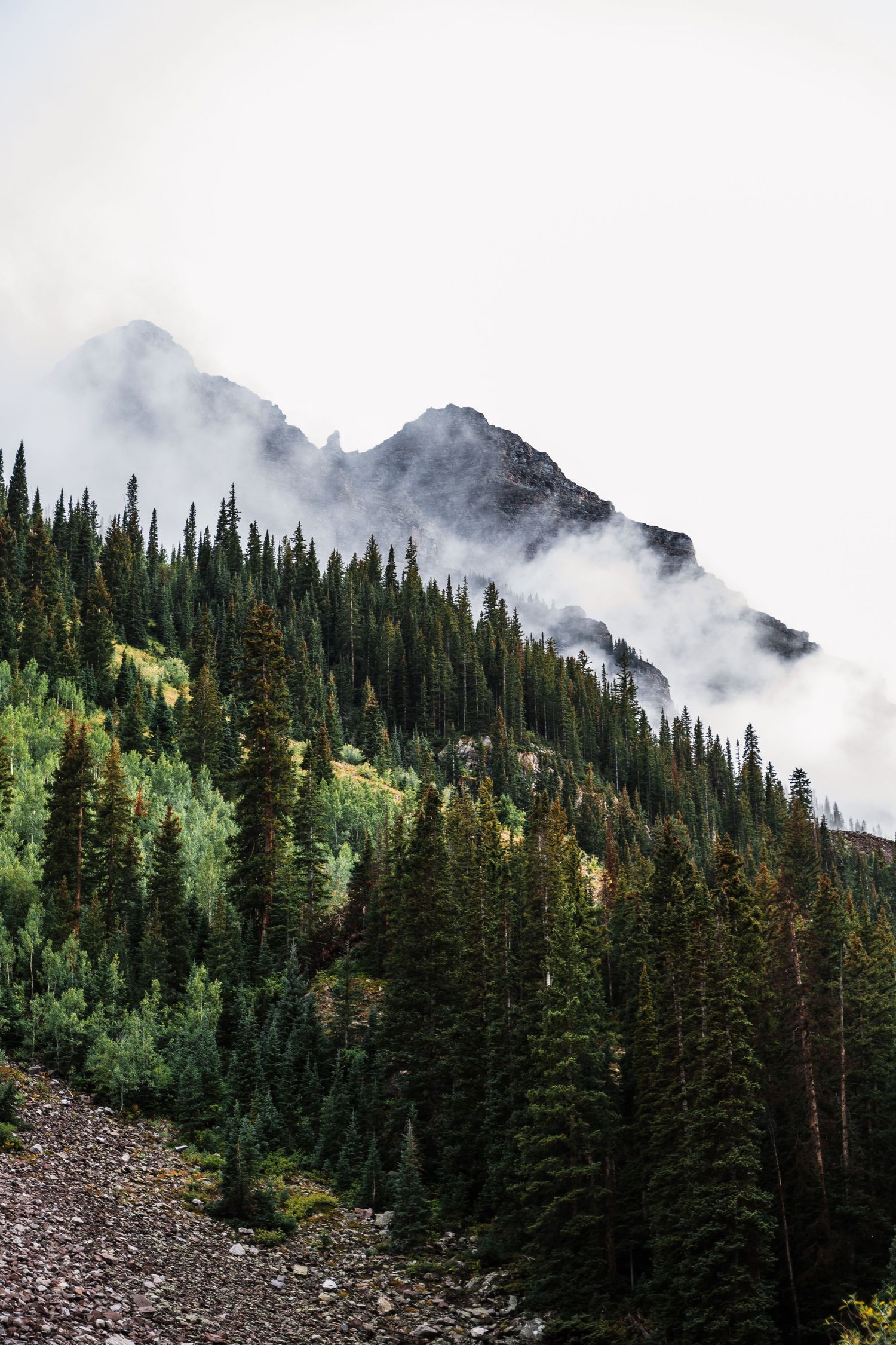 Misty mountain peaks rise above a dense evergreen forest on a cloudy day in the wilderness.