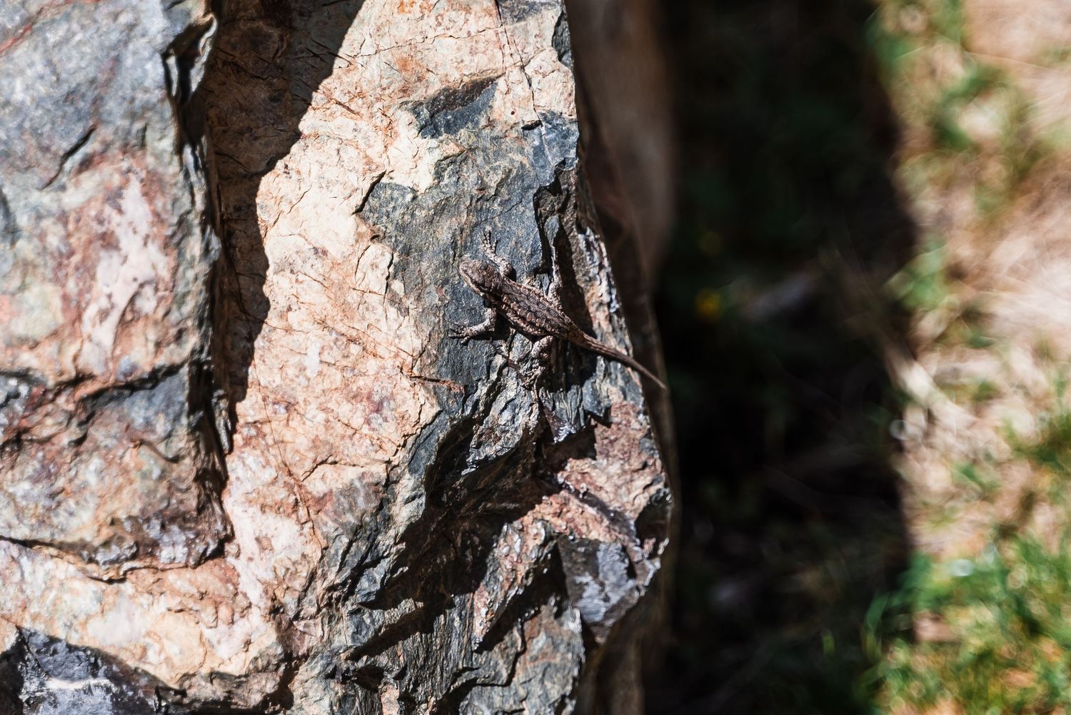 Close-up of textured pink and gray rock surface with rough, jagged patterns in natural lighting.