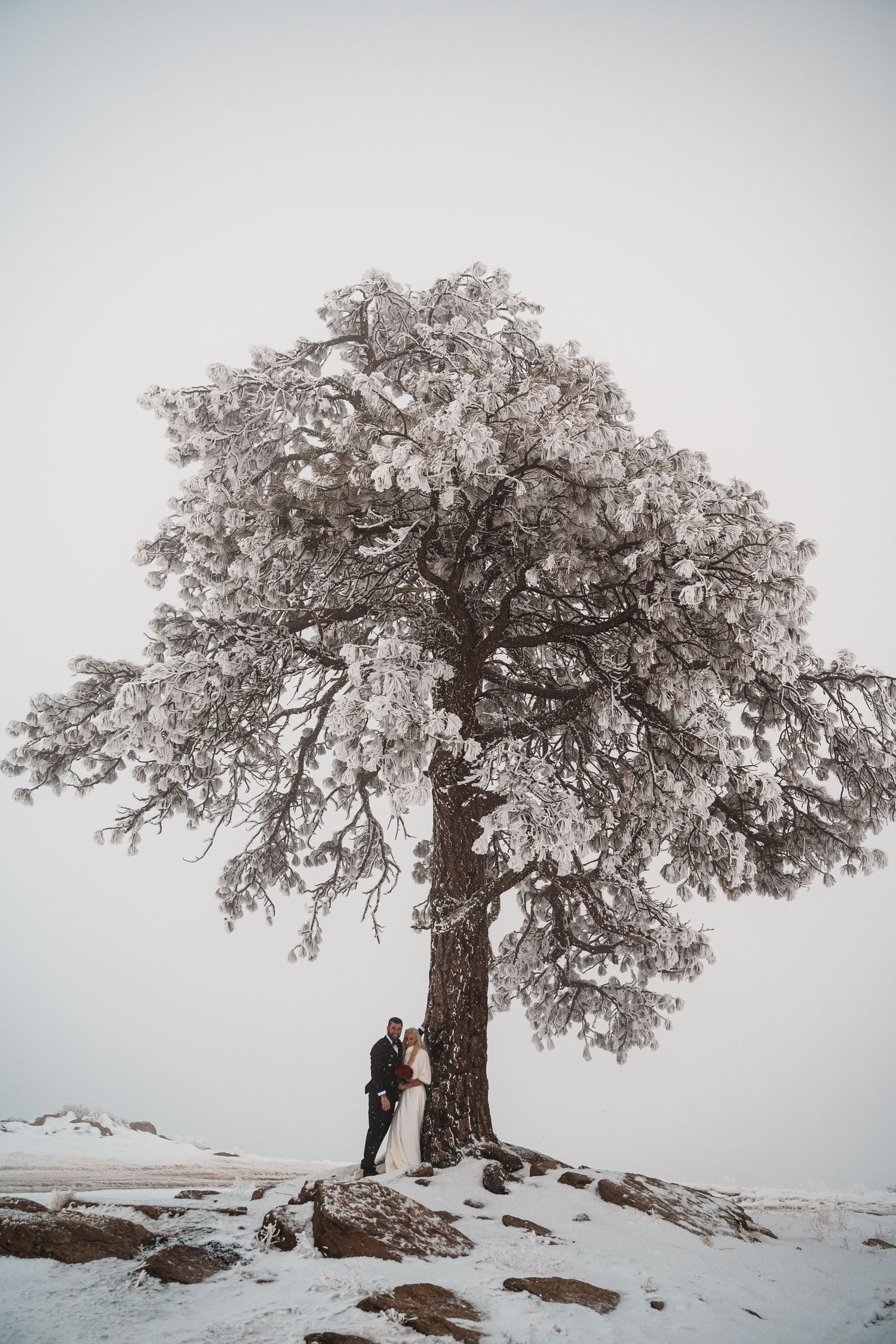 Wedding couple stands beneath snow-covered tree on mountain peak.