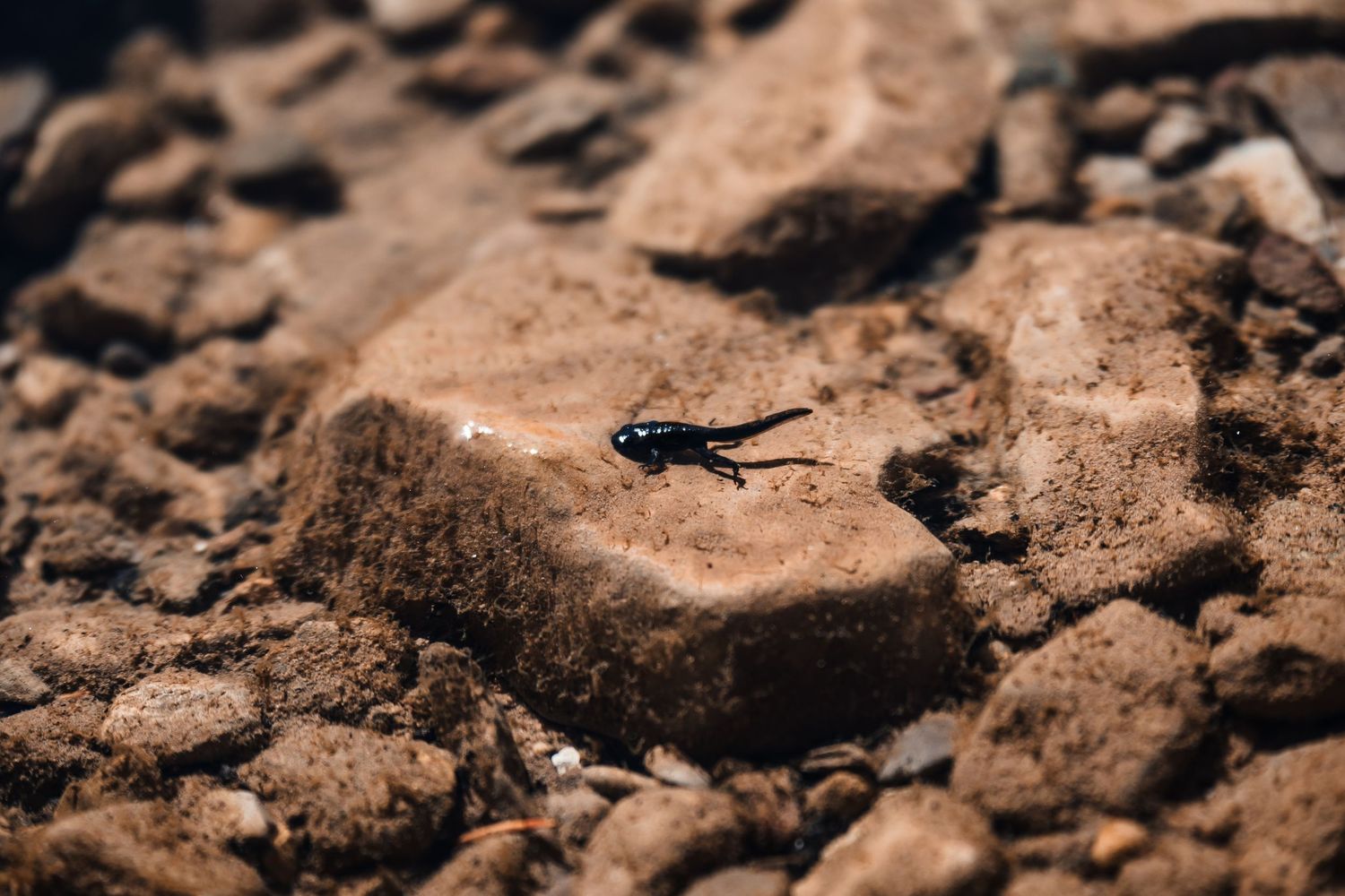 Close up macro photography shows brown soil and small rocks with rich texture and detail in natural lighting.