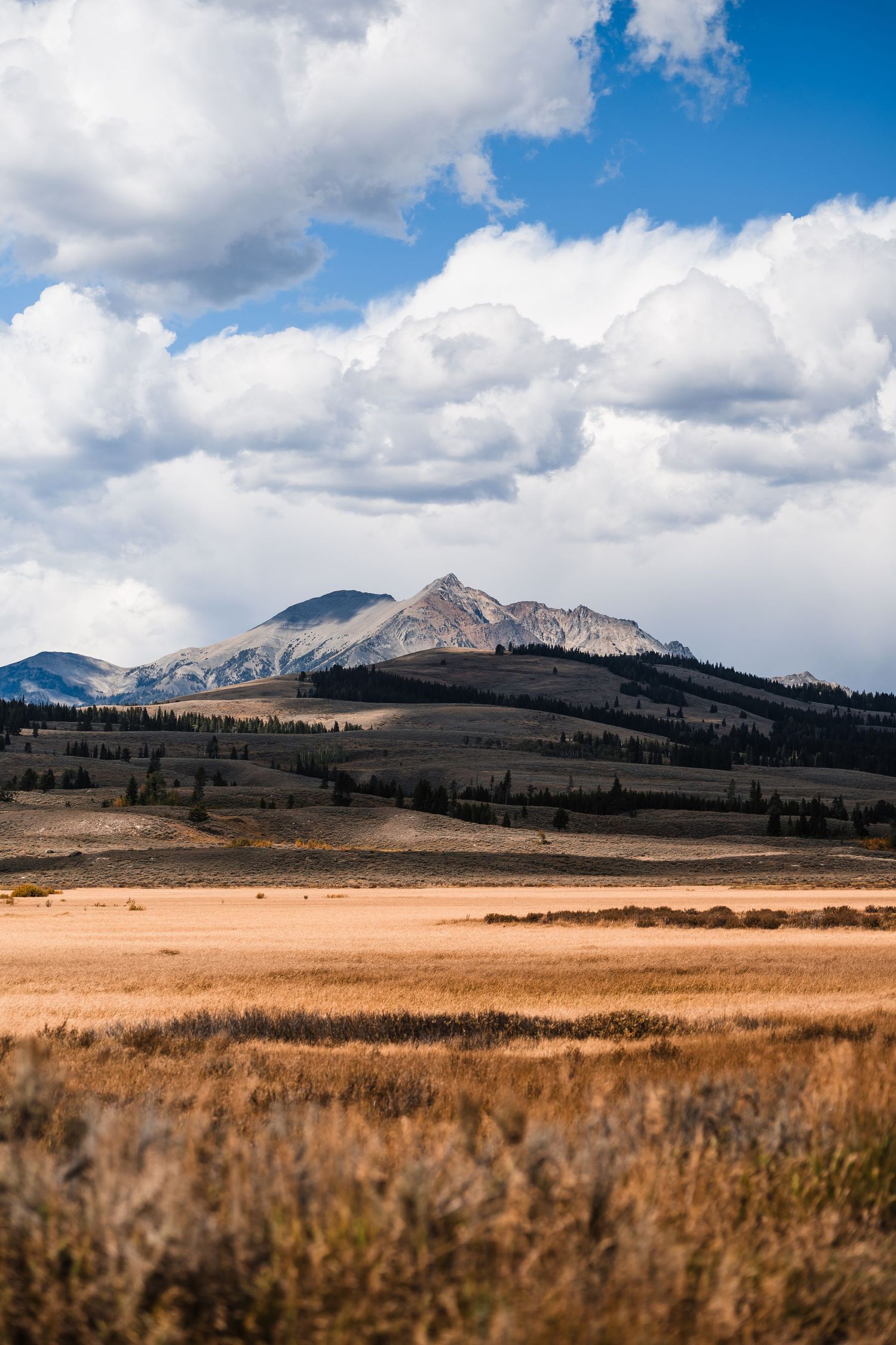 Panoramic view of golden grasslands beneath rugged mountain peaks and dramatic cloudy skies in Yellowstone National Park.