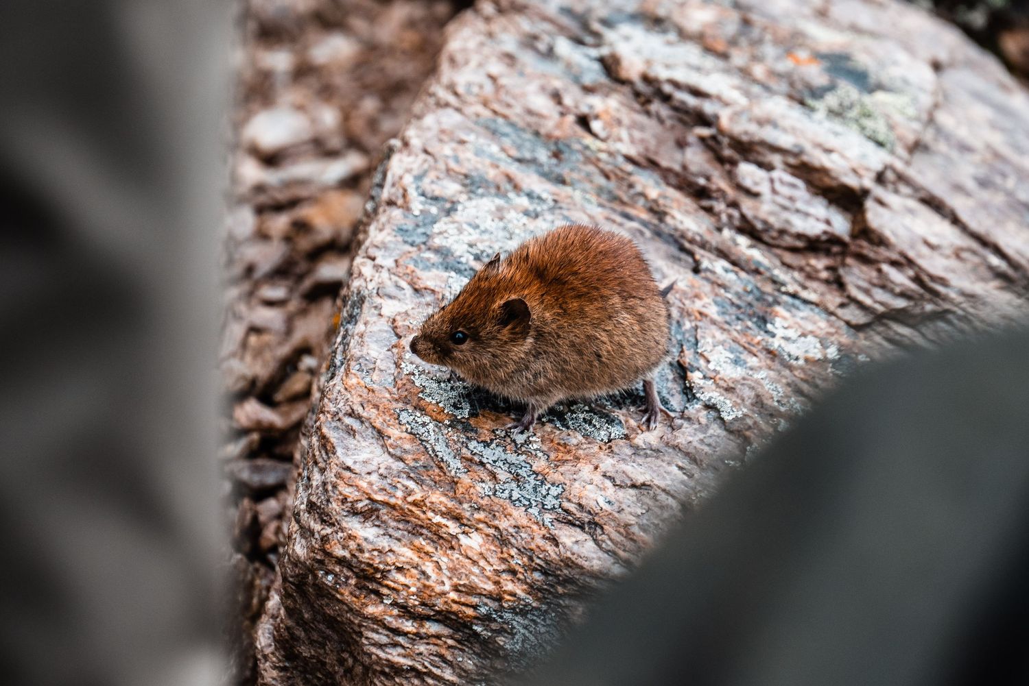 A small brown vole peeks out from a hole in textured tree bark with blue lichen.