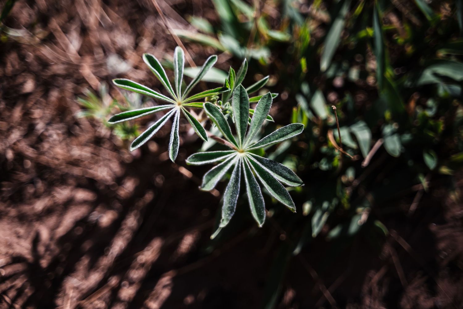 Close-up of star-shaped lupine leaves with morning dew against dark soil.