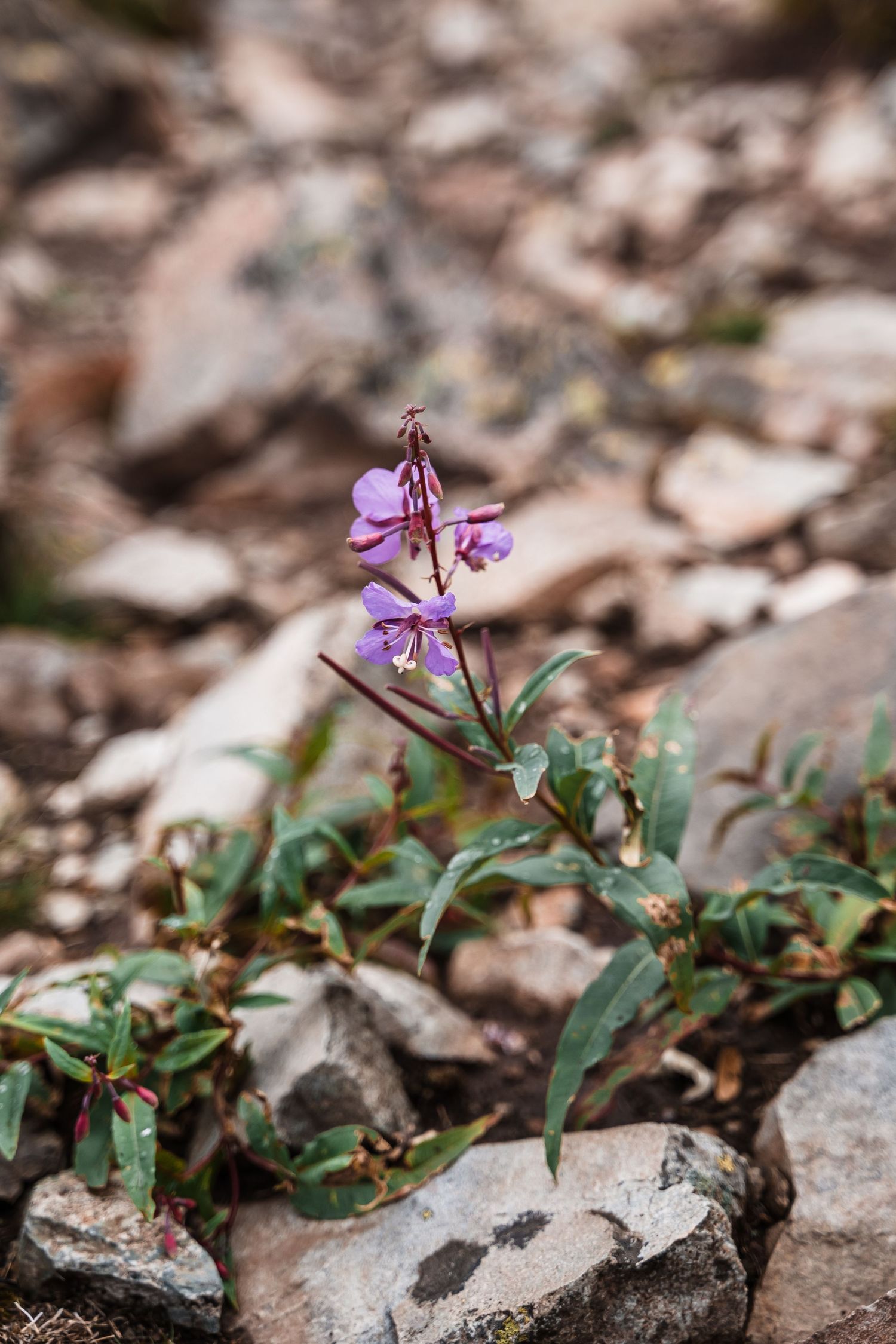 Delicate purple wildflower blooms among rocky mountain terrain.