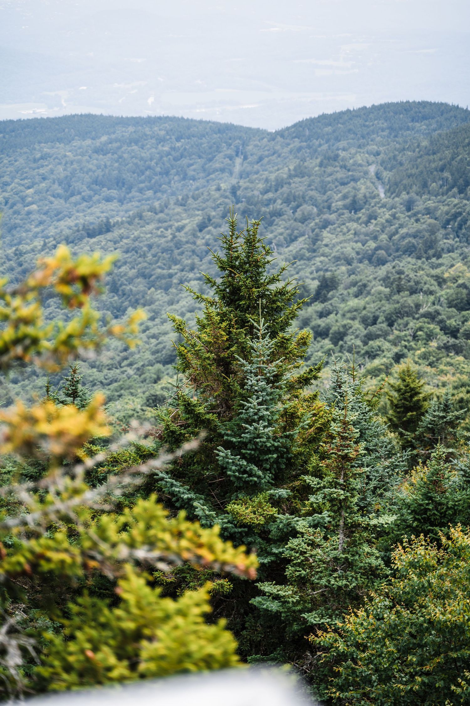 Green pine trees and forest-covered mountains create a scenic mountain landscape view in early autumn.