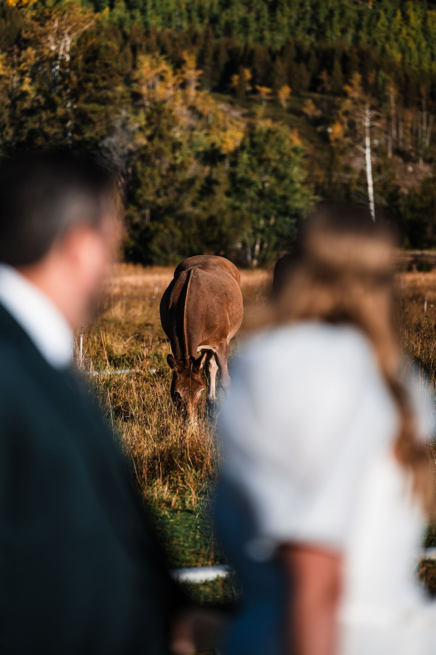 A blurred wedding ceremony scene with warm autumn colors and mountain forest backdrop.