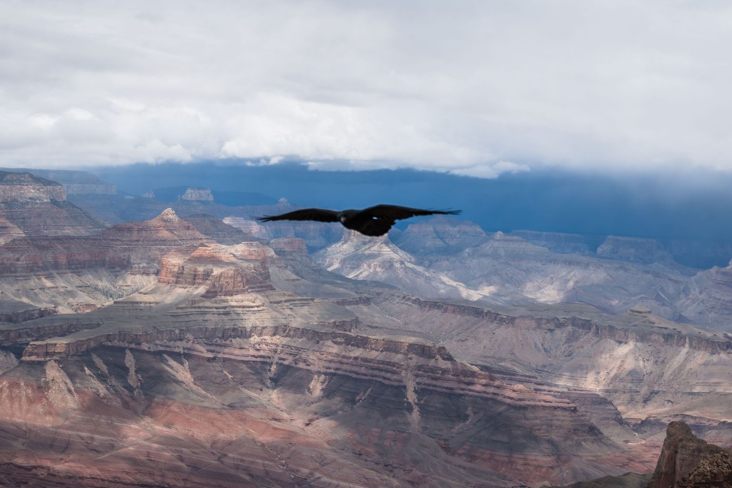 A black bird soars over the vast Grand Canyon landscape with stormy clouds in the background.