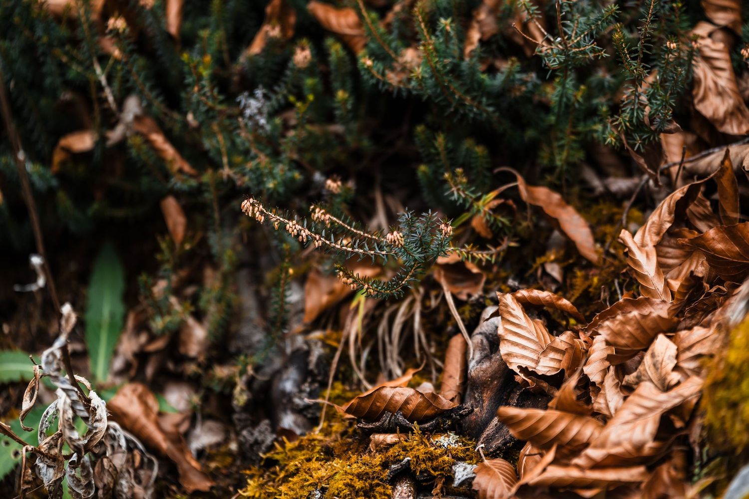 Close-up macro shot of brown autumn leaves and delicate spider webs covered in morning dew drops.