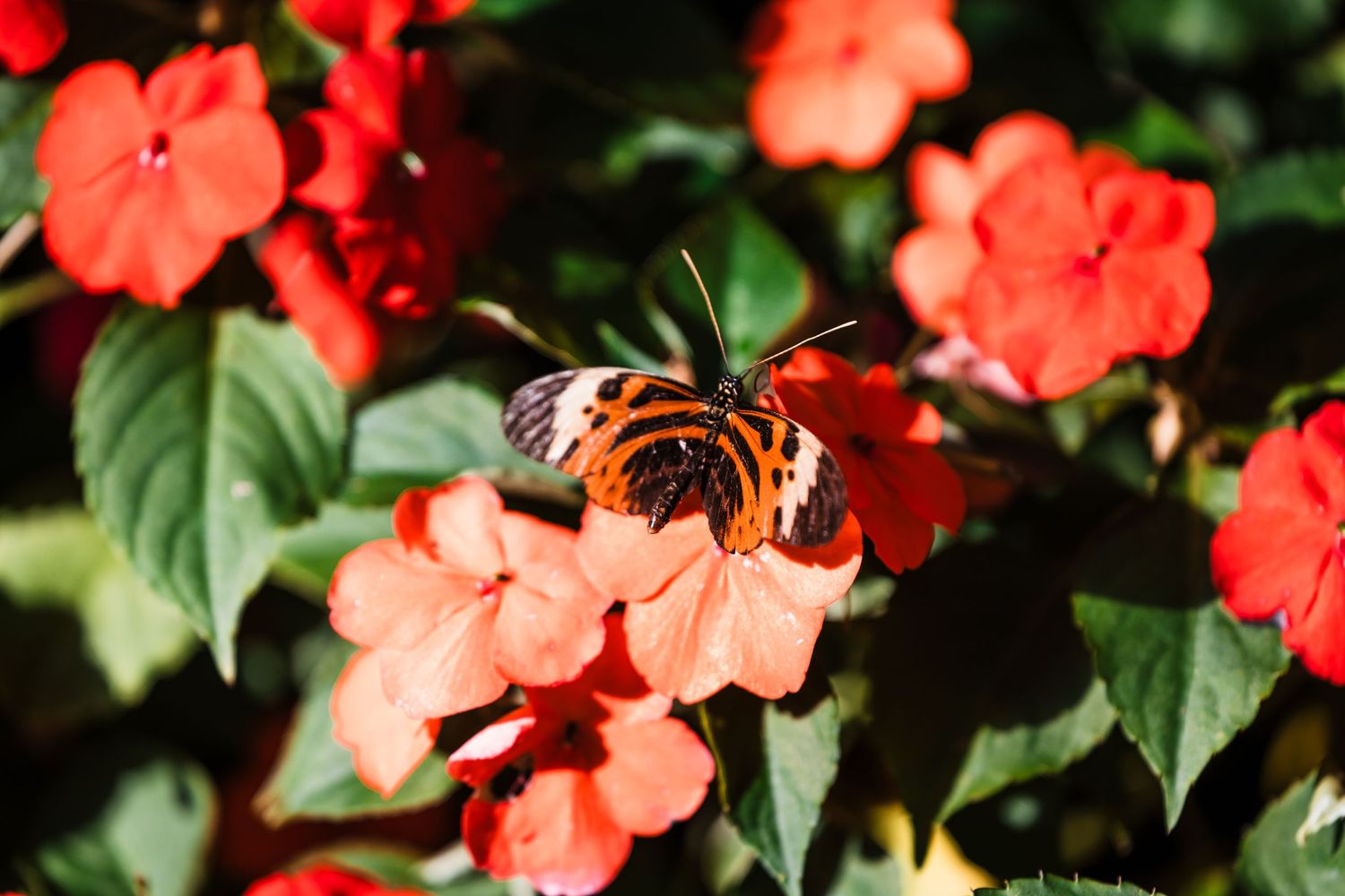 Orange impatiens flowers with butterfly collecting nectar in garden setting.
