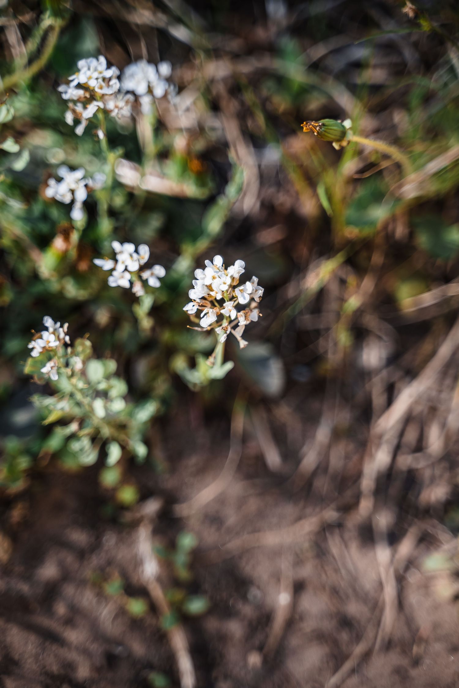 Small white wildflowers with a hovering bee in motion against blurred natural background.